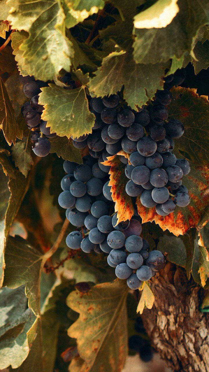 720x1280  Обои на Телефон | Fruit photography, Grapes, Grape painting