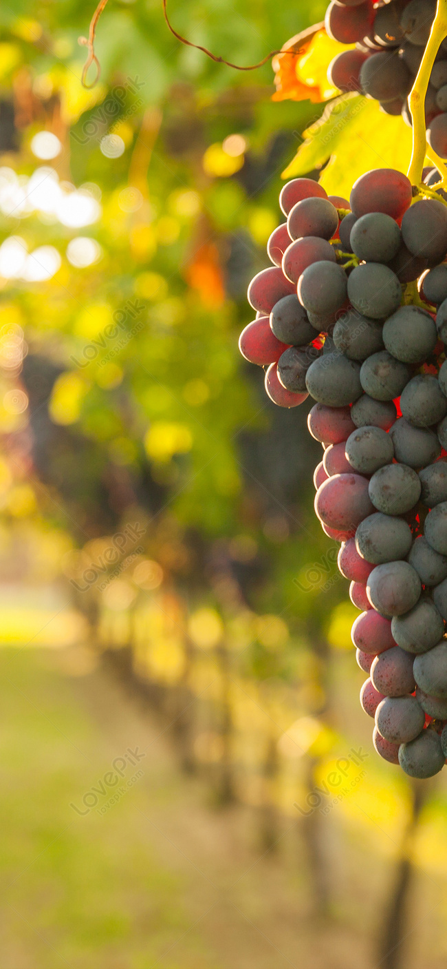 650x1407  Французский бордо виноград обои для рабочего стола изображение_Фото номер  400461415_JPG Формат изображения_ru.lovepik.com