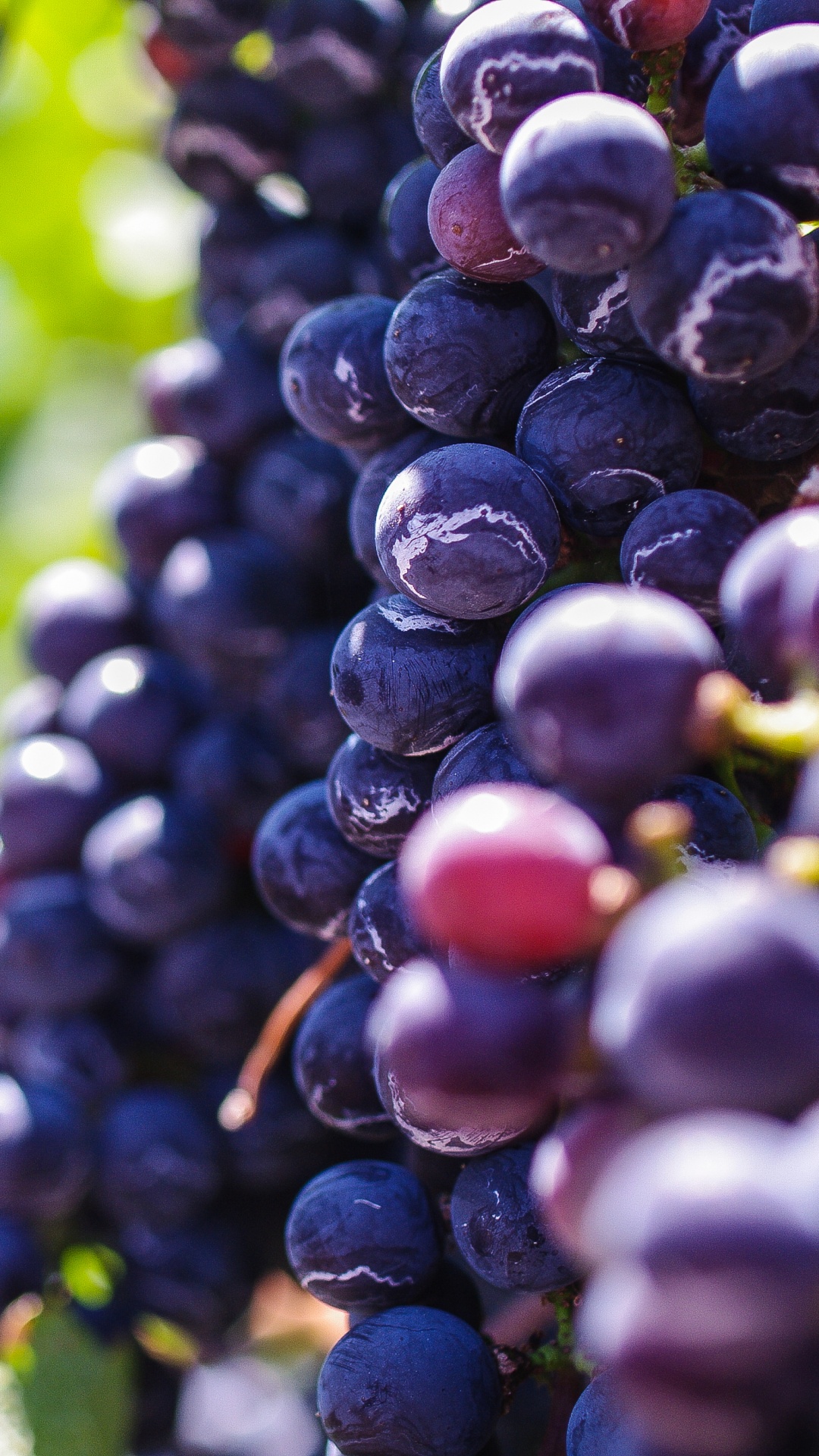1080x1920  Виноград обои для Андроид Full HD, лучшие 1080x1920 заставки на телефон |  Akspic