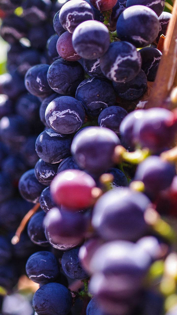 720x1280  Скачать 720x1280 виноград, ягоды, лоза обои, картинки samsung galaxy mini  s3, s5, neo, alpha, sony xperia compact z1, z2, z3, asus zenfone