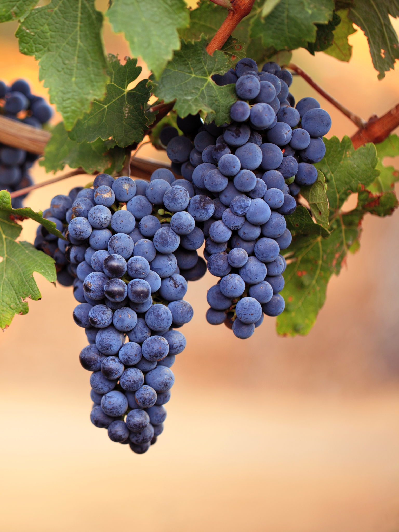 1536x2048  Обои на телефон: Фрукты, Еда, Виноград, 1158626 скачать картинку бесплатно.