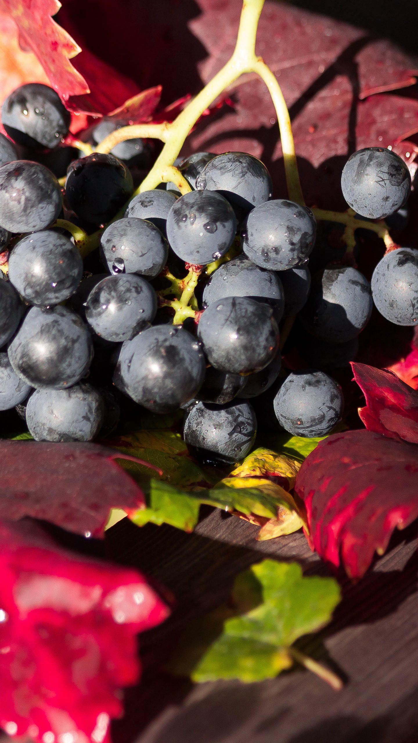 1440x2560  Обои на телефон виноград, ветка, ягоды, спелый, урожай - скачать бесплатно  в высоком качестве из категории \"Еда\"