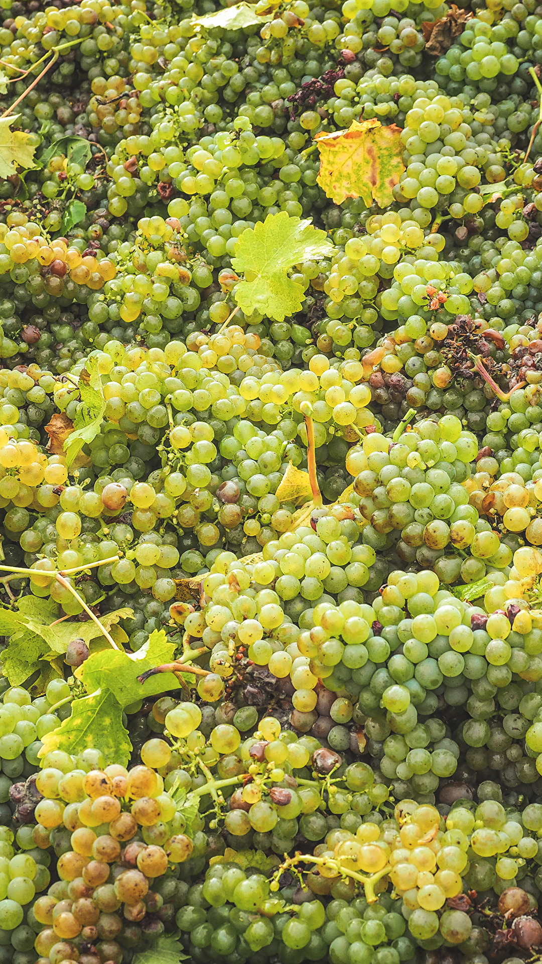 1080x1920  Обои для рабочего стола Виноград Еда Много 1080x1920