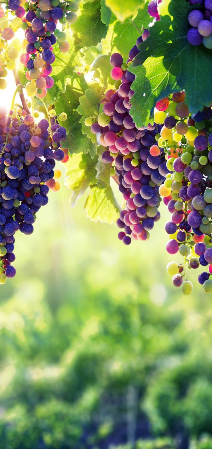 736x1553  Пин на доске Обои на тел