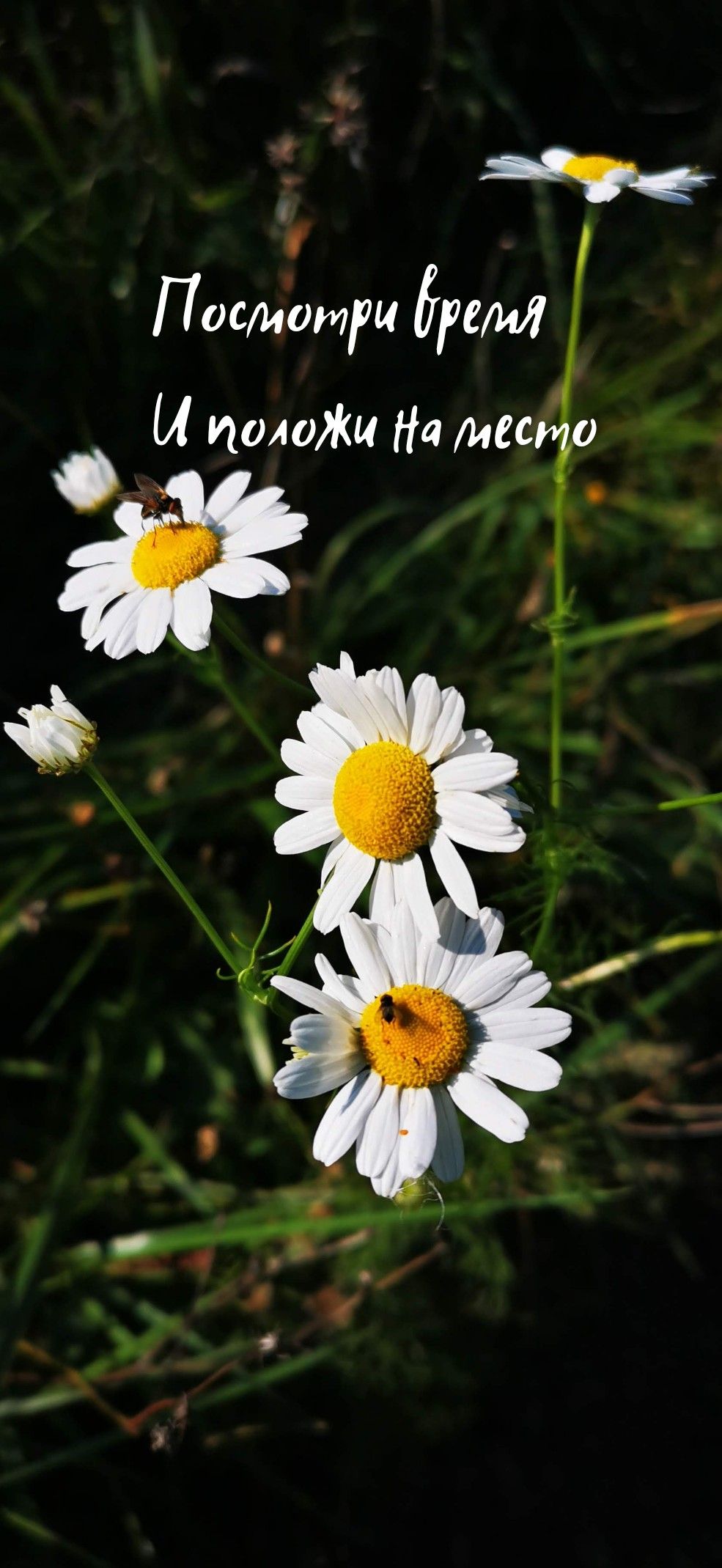 985x2139  Заставка на телефон. Сохраняй и пользуйся, ещё больше обоев на моей доске \" обои на телефон\" в 2023 г | Обои, Милые рисунки, Картинки