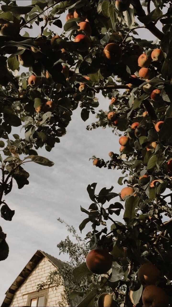 719x1280  Обои на телефон, яблоки, деревня, дом | View wallpaper, Wallpaper pictures,  Aesthetic backgrounds