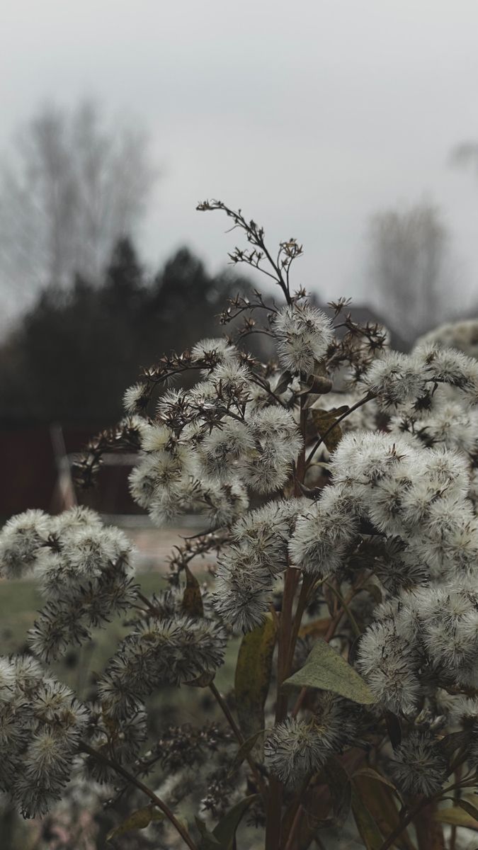 675x1200  обои на телефон, цветы эстетика, растения, дача, осень | Растения, Природа,  Цветы