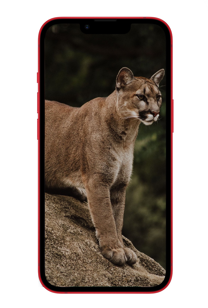 835x1234  10 обоев для iPhone с животными