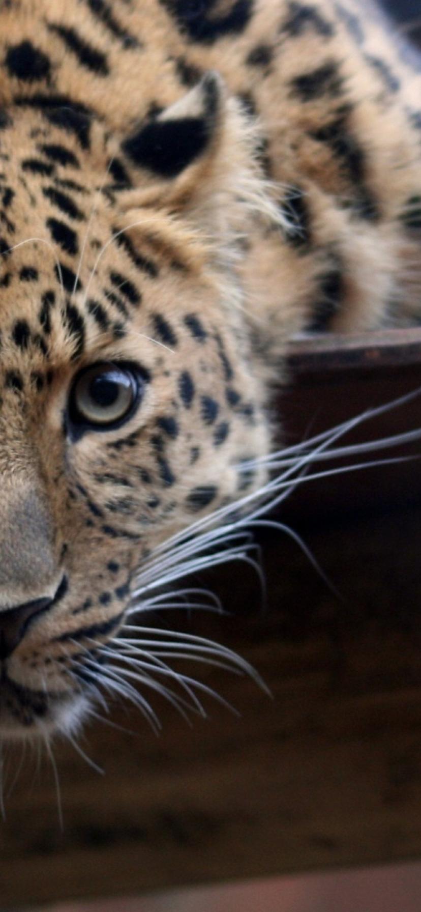 828x1792  36+ Дикие Животные обои на телефон от egor11