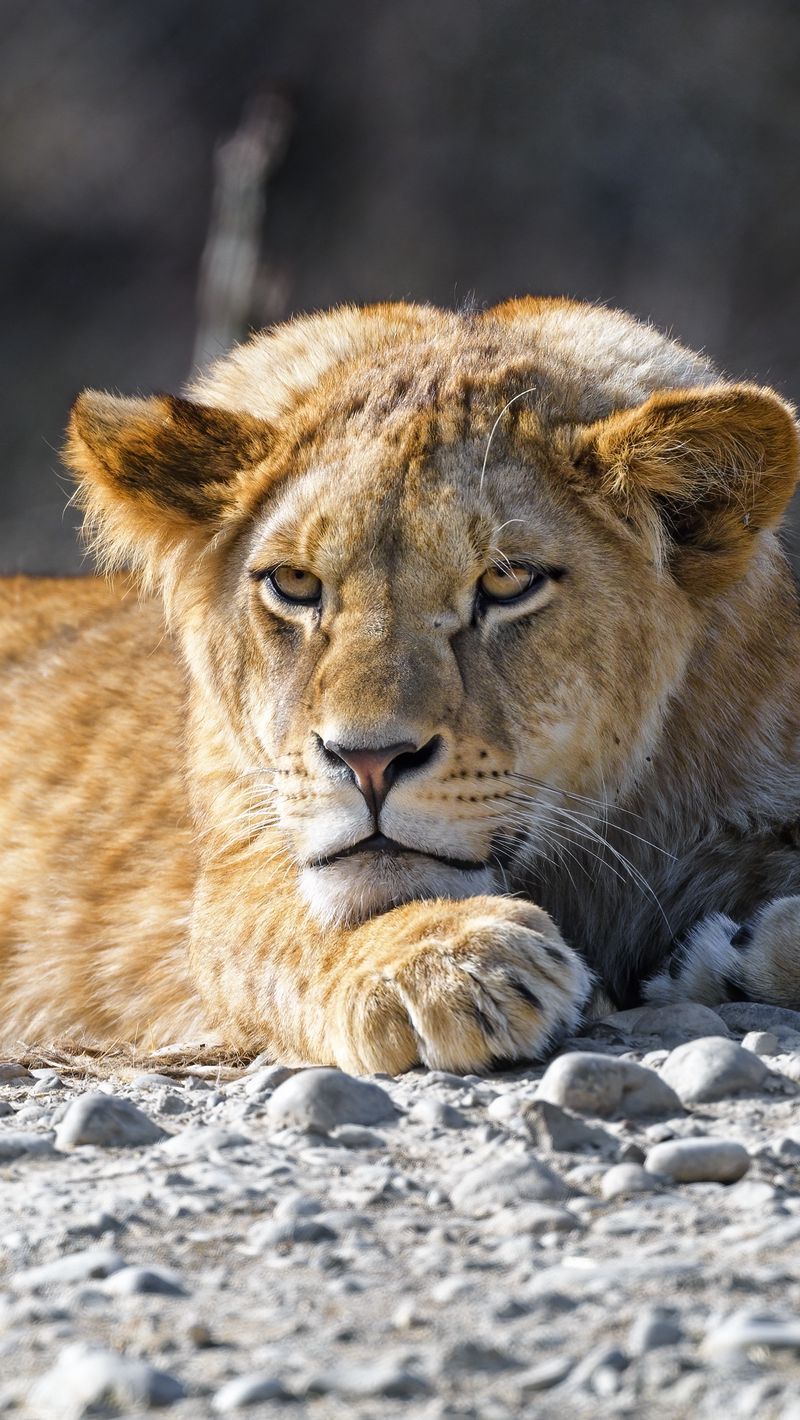 800x1420  Скачать 800x1420 львенок, лев, животное, большая кошка, дикий обои, картинки  iphone se/5s/5c/5 for parallax
