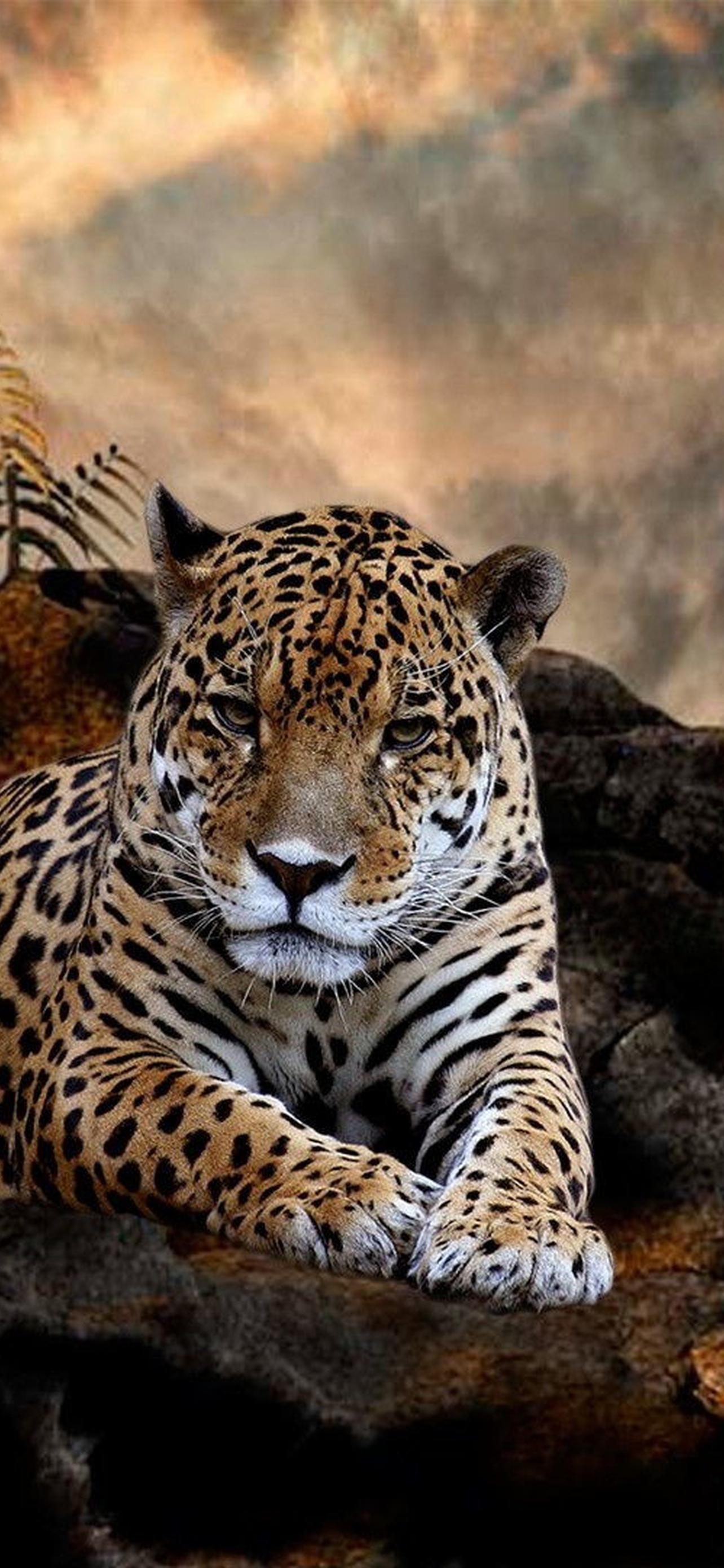 1284x2778  HD животные обои на телефон [18+ изображений]