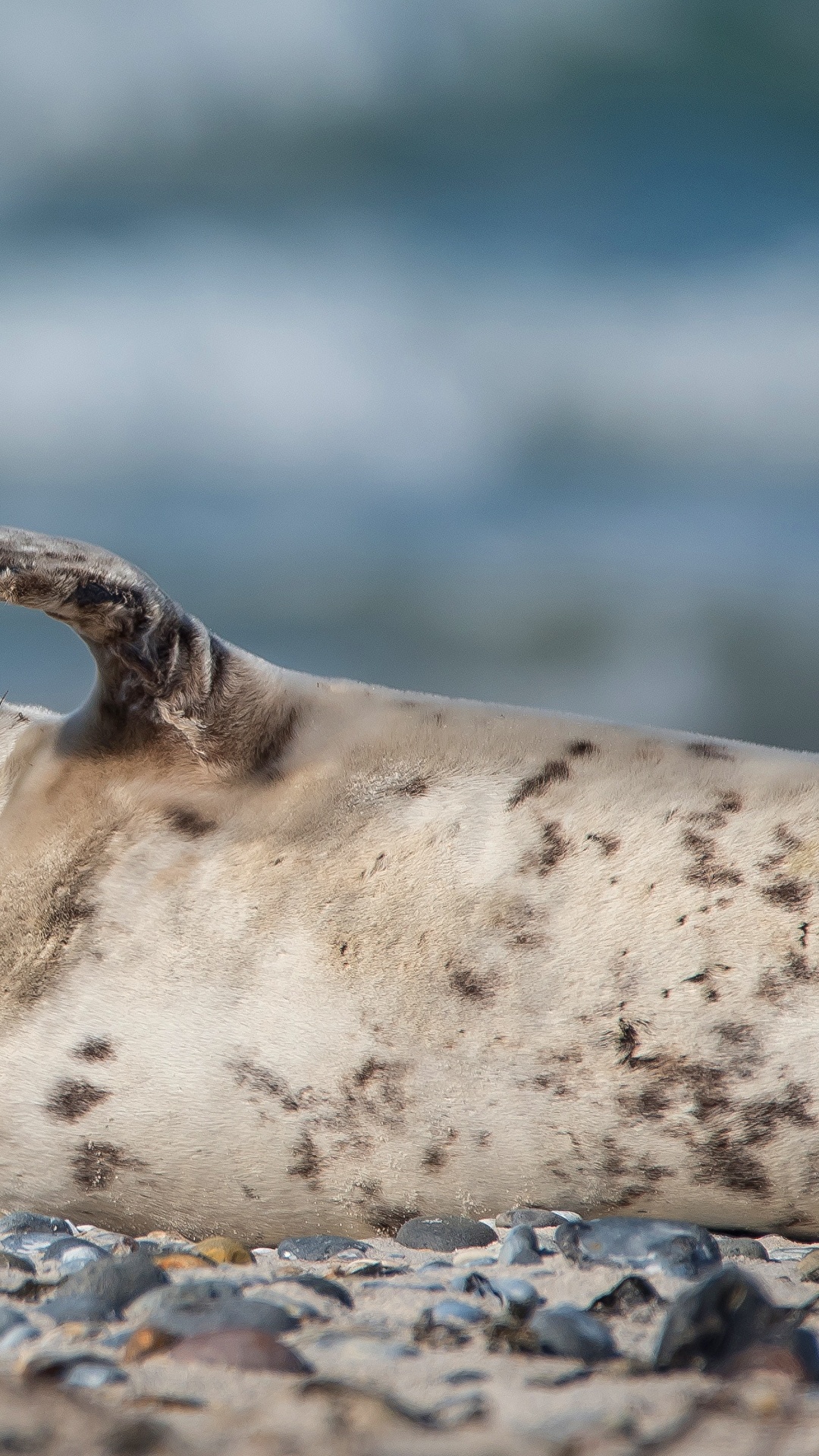 1080x1920  Картинки Морские котики Размытый фон Поза животное 1080x1920