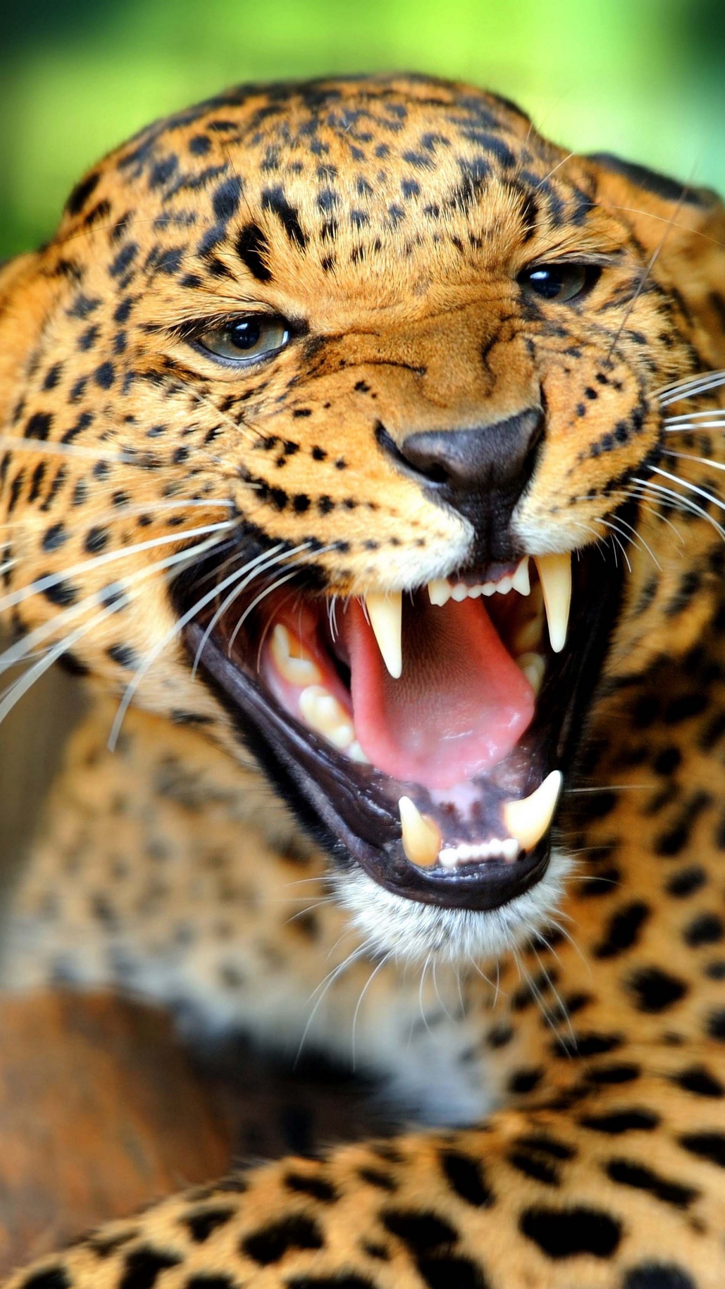 1440x2560  Обои на телефон леопард, дикая кошка, рык, оскал, ярость, пасть - скачать  бесплатно в высоком качестве из категории \"Животные\"