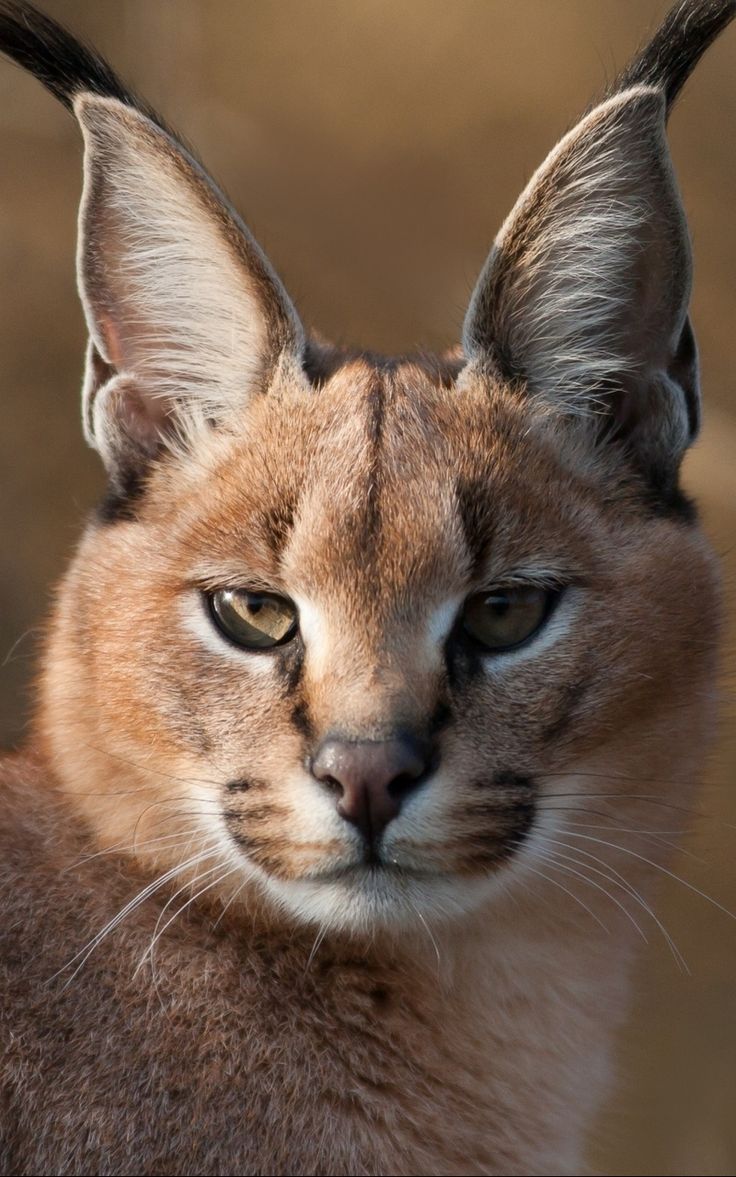 736x1177  Скачать 800x1280 рысь, морда, хищник, большая кошка, взгляд, размытость обои,  картинки samsung galaxy note gt-n7000, meizu… | Дикие животные, Котопес,  Большие кошки