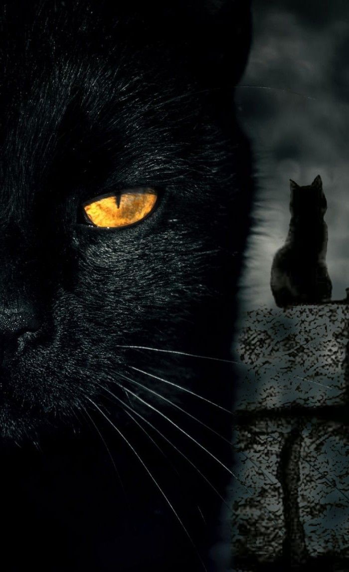 700x1147  Pin on Black Cats are Good Luck