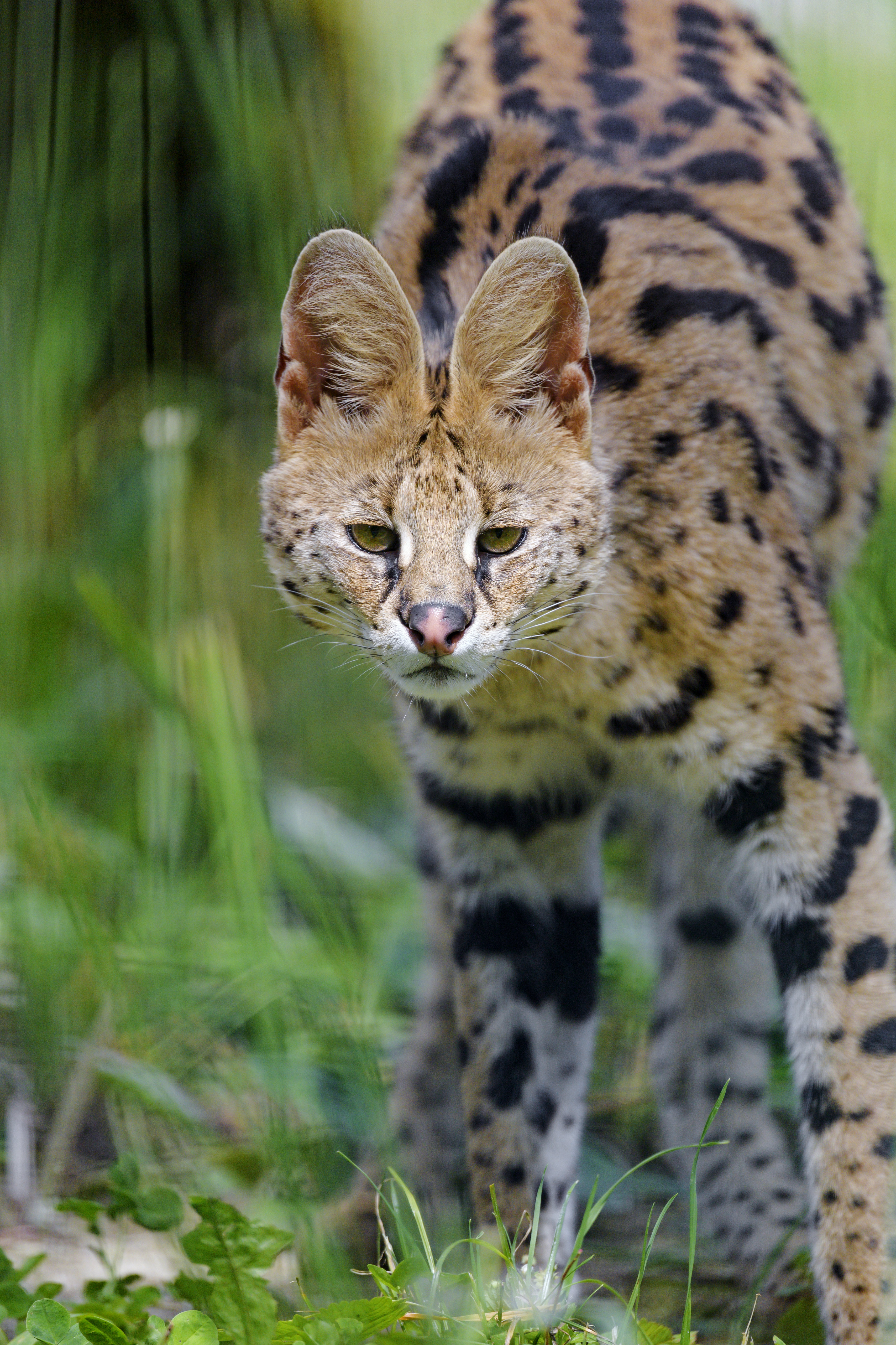 3413x5120  Download \"Wild Cat\" wallpapers for mobile phone, free \"Wild Cat\" HD pictures