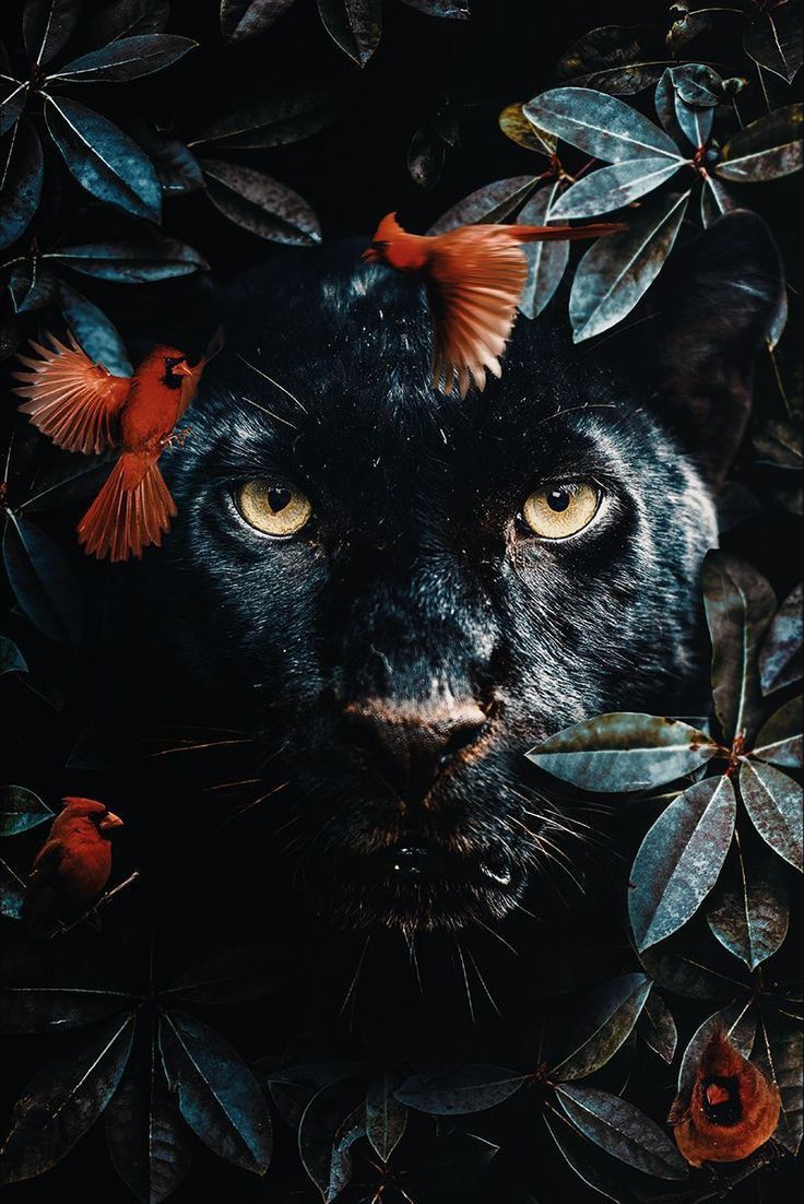 736x1102  Pin on Animals|Животные