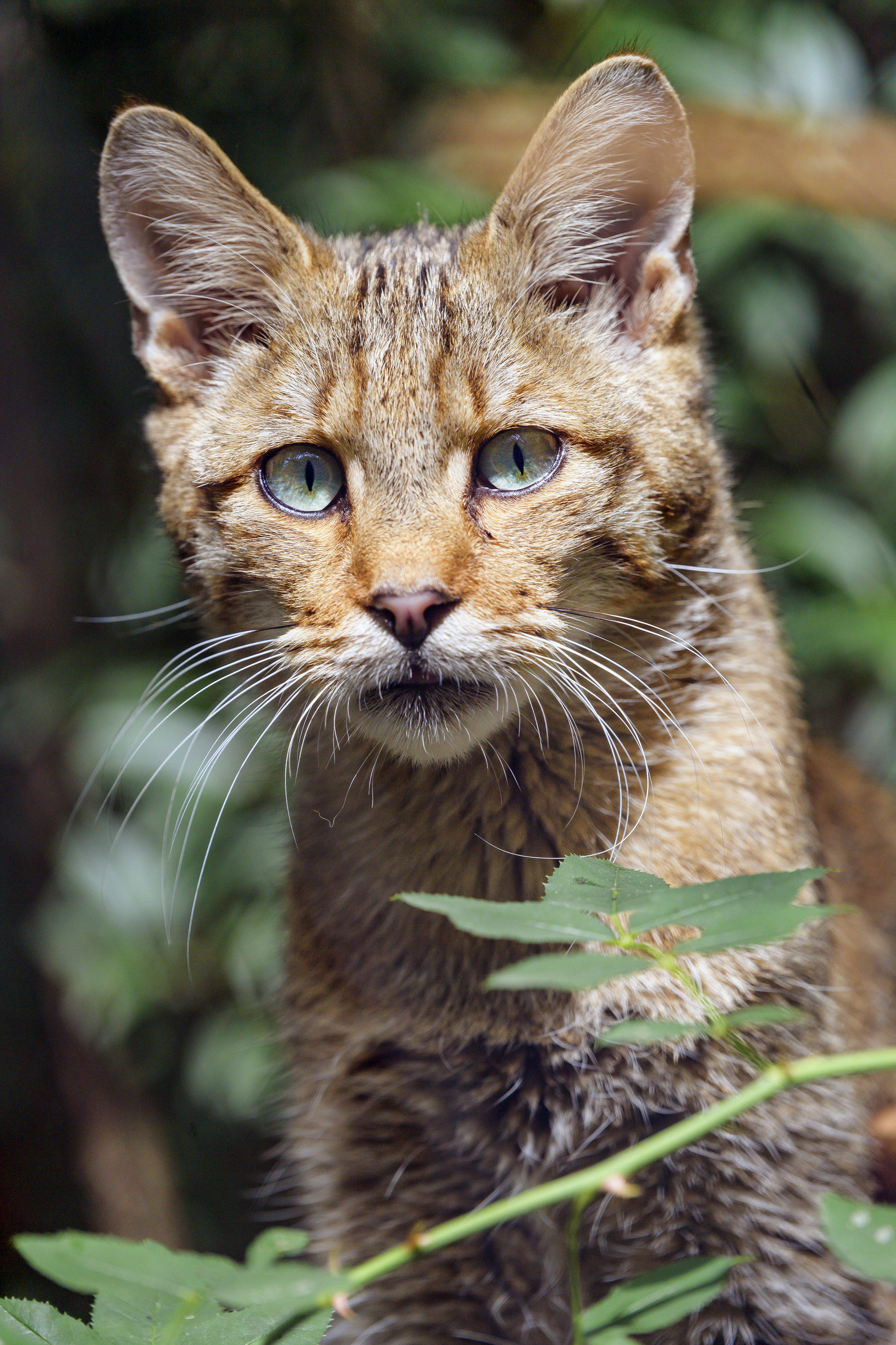 3413x5120  Download \"Wild Cat\" wallpapers for mobile phone, free \"Wild Cat\" HD pictures