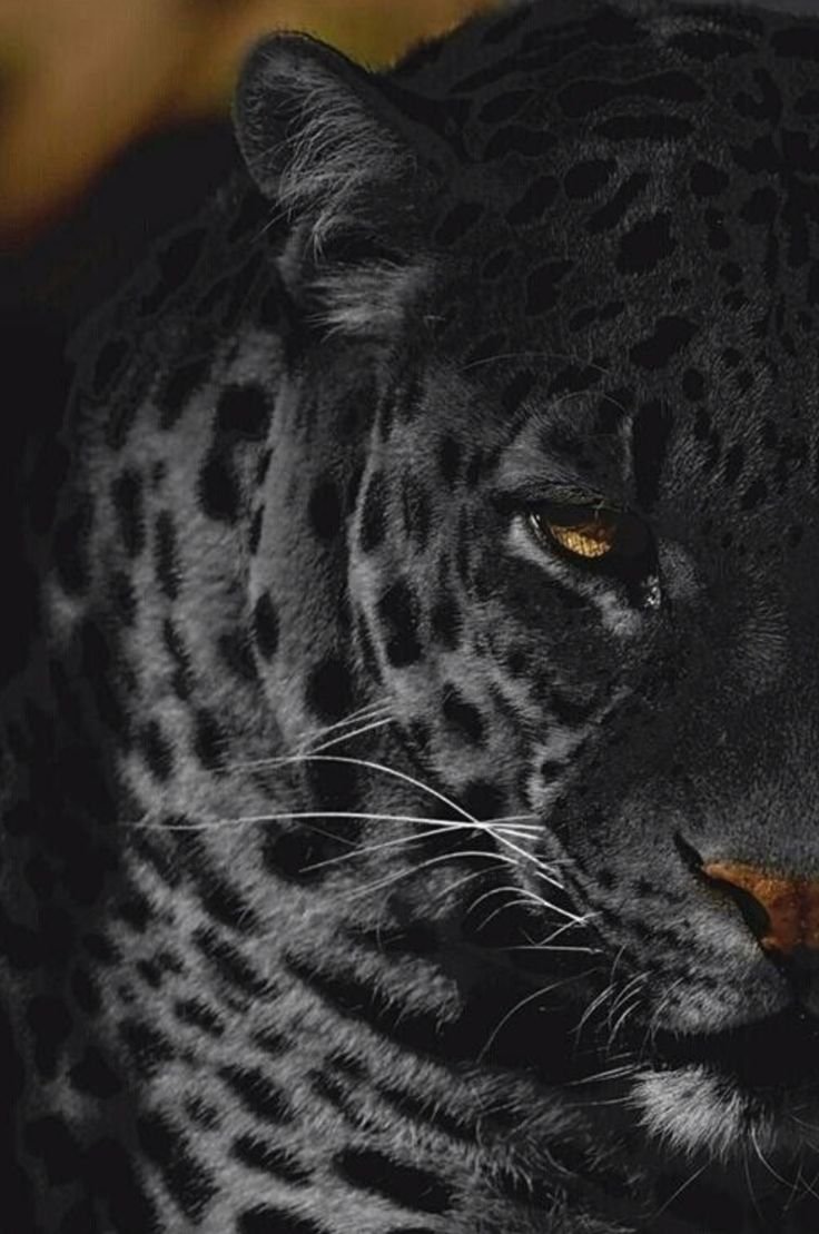 736x1109  Картинки леопард черный - 69 фото