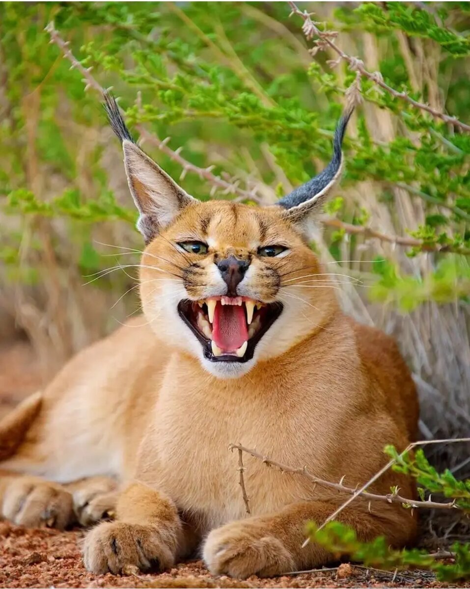 957x1200  Красивые обои на рабочий стол и телефон » Страница 1585