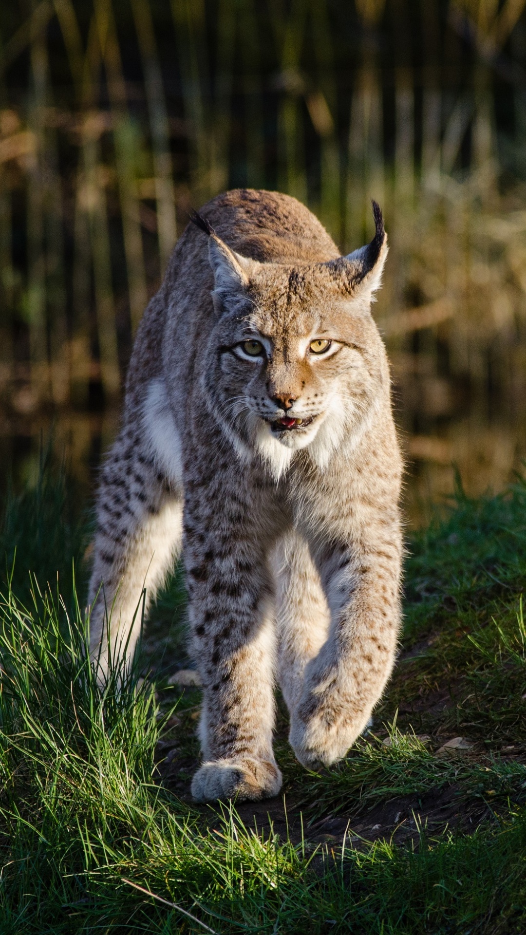 1080x1920  Дикая кошка обои для Андроид Full HD, лучшие 1080x1920 заставки на телефон  | Akspic