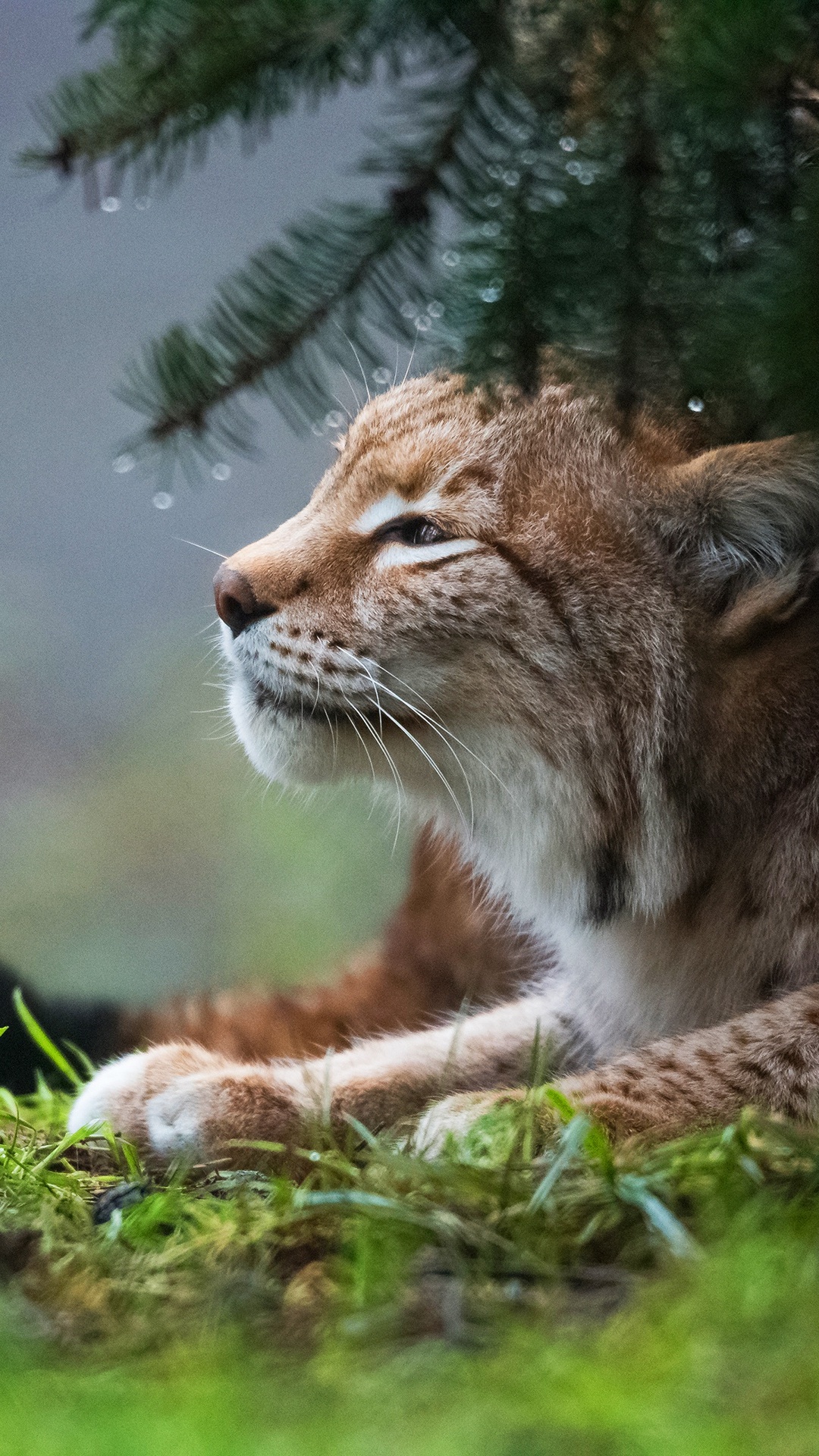 1080x1920  Дикая кошка обои для Андроид Full HD, лучшие 1080x1920 заставки на телефон  | Akspic