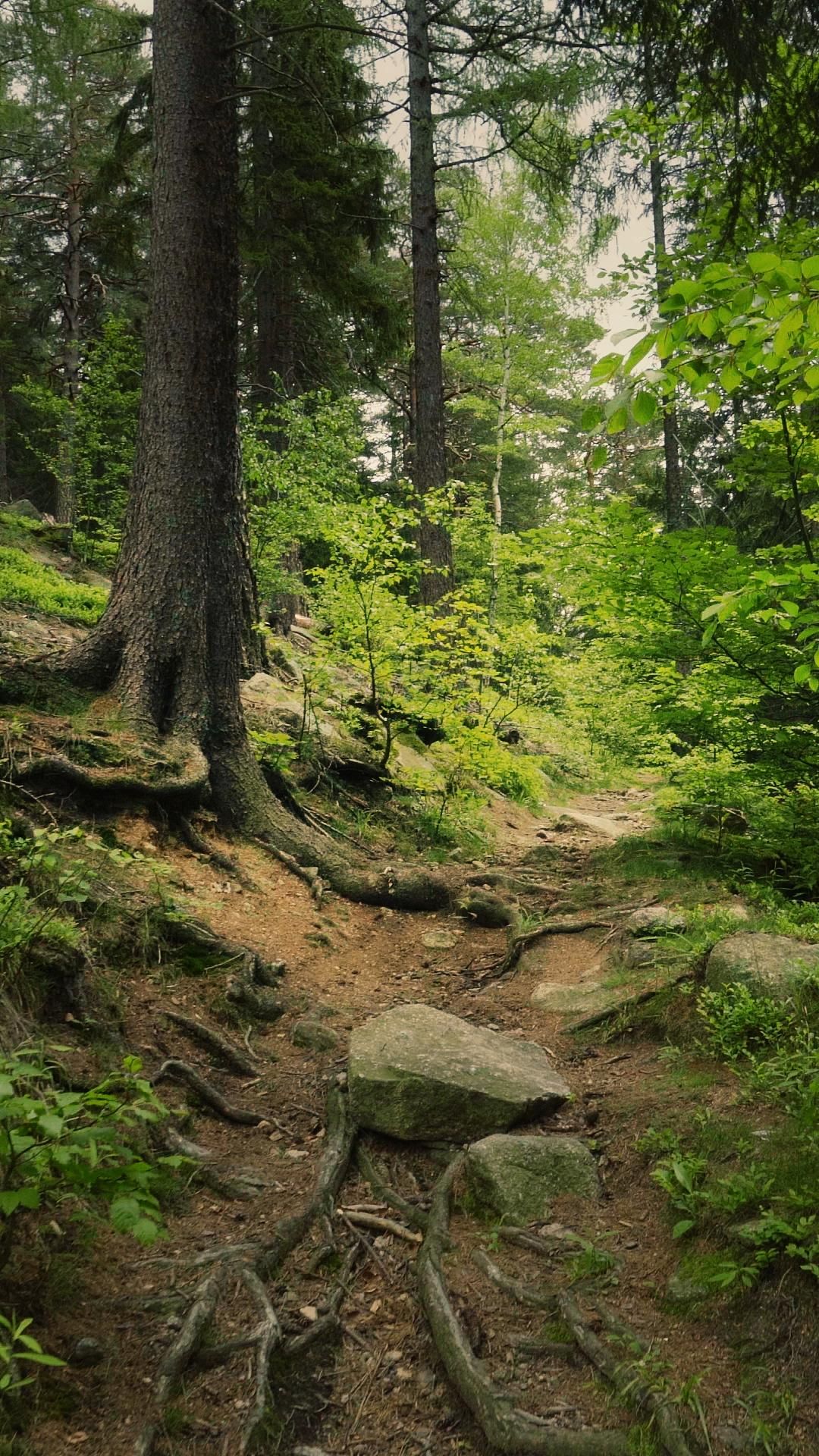 1080x1920  Дом в лесу на Алтае | Лес, Пейзажи, В лес