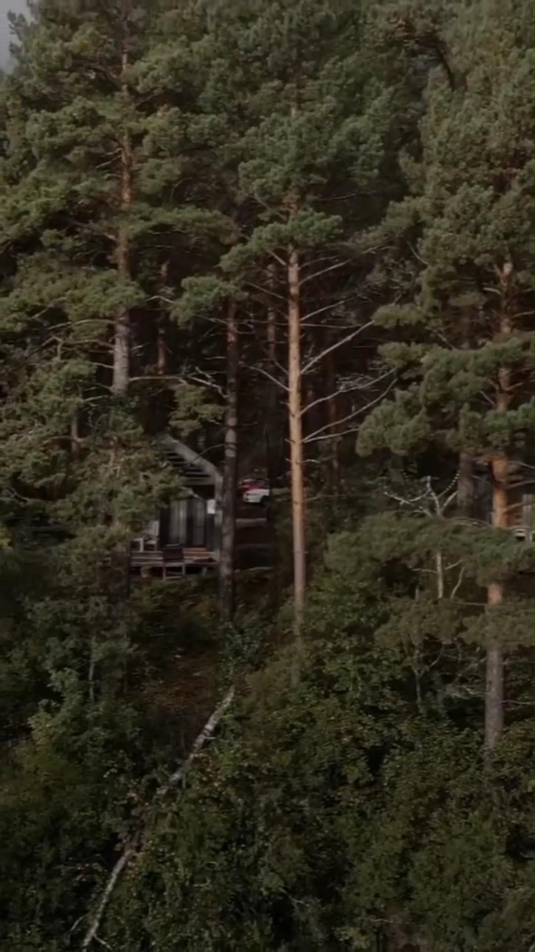 1080x1920  Лес: истории из жизни, советы, новости, юмор и картинки — Лучшее, страница  2 | Пикабу