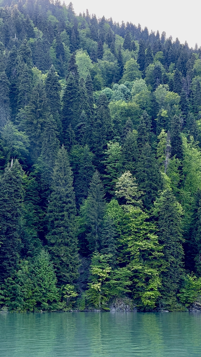 700x1244  Дерево - Фотообои для детской комнаты в интернет магазине arte.ru. Заказать  обои в детскую комнату Дерево - (1491)