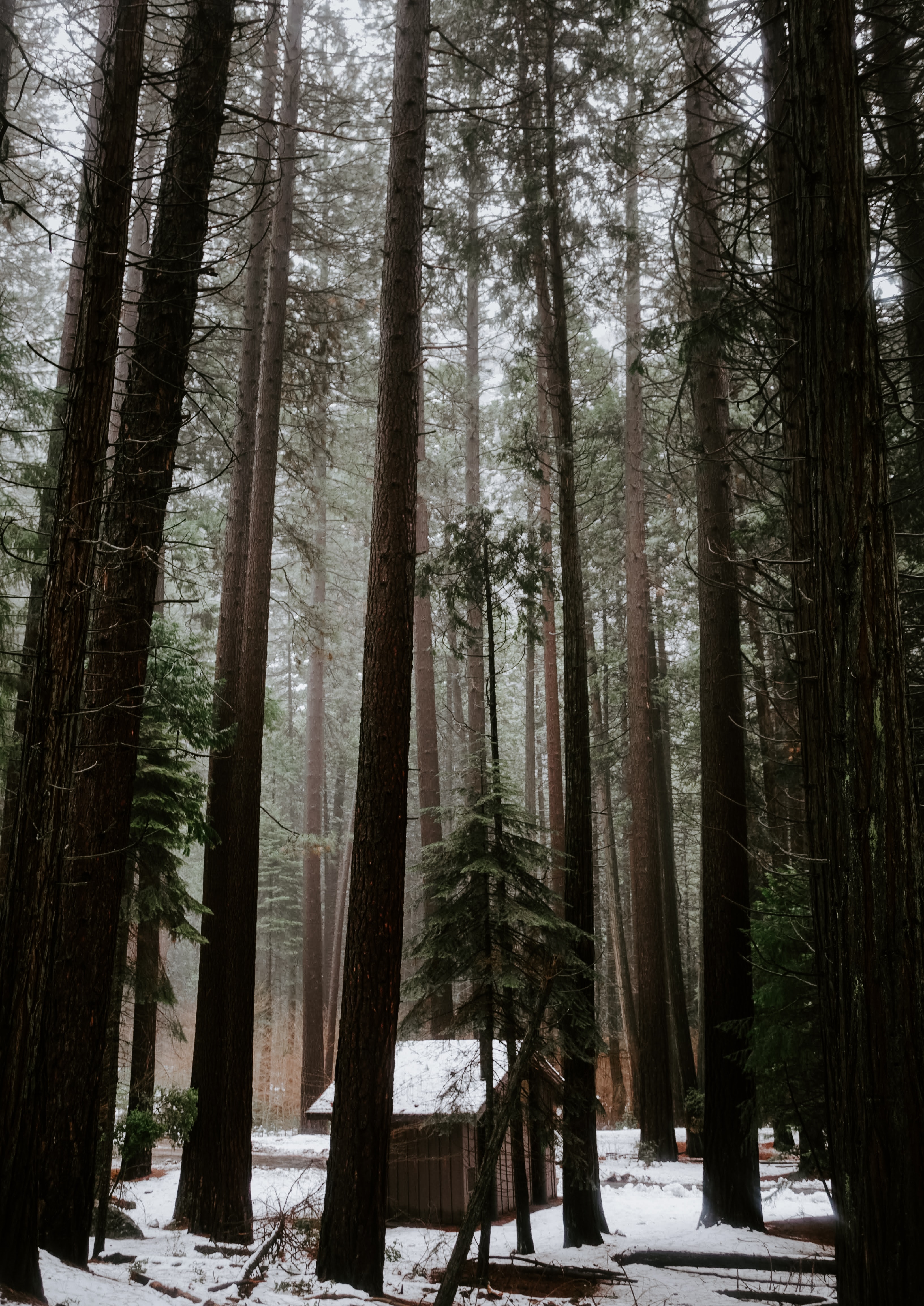 3264x4614  Зимний Лес обои на телефон (34 фото)