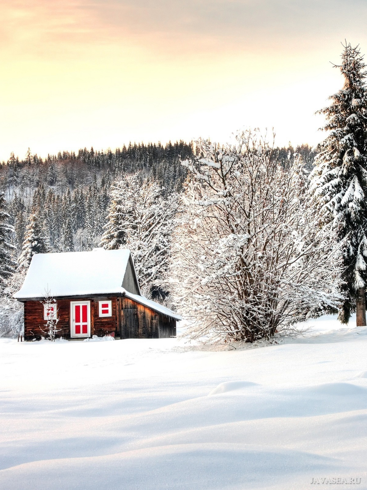 1200x1600  Скачать картинку Домик в сосновом лесу бесплатно