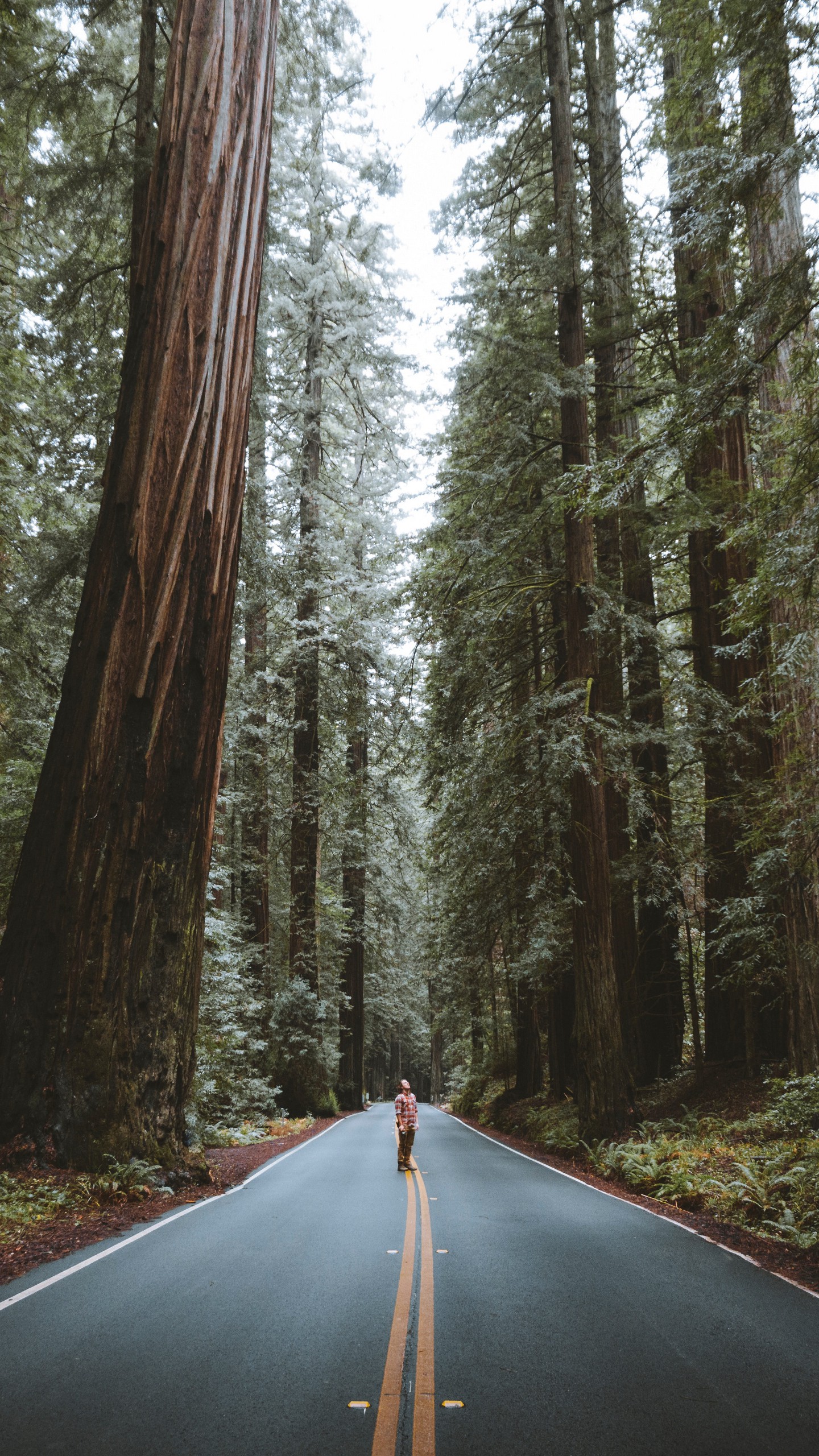 1440x2560  Обои на телефон лес, дорога, человек, деревья, асфальт - скачать бесплатно  в высоком качестве из категории \"Природа\"