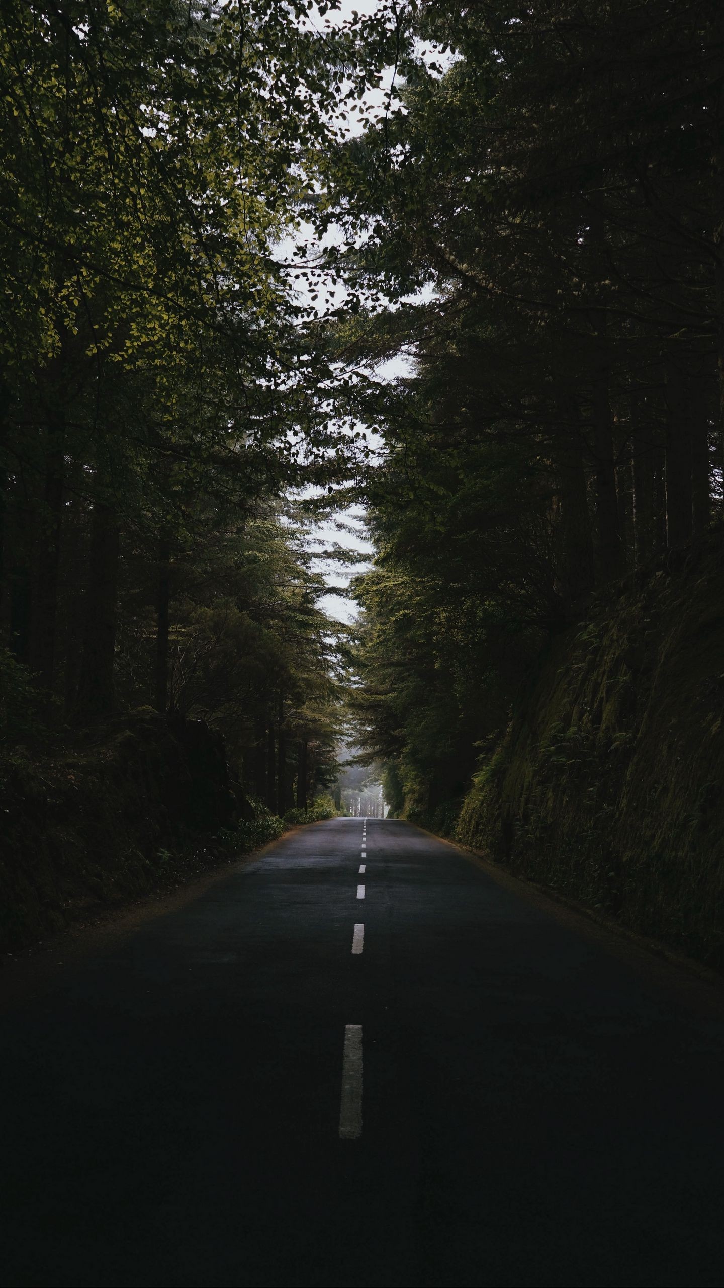 1440x2560  Обои на телефон дорога, лес, деревья, путь, асфальт, разметка - скачать  бесплатно в высоком качестве из категории \"Природа\"