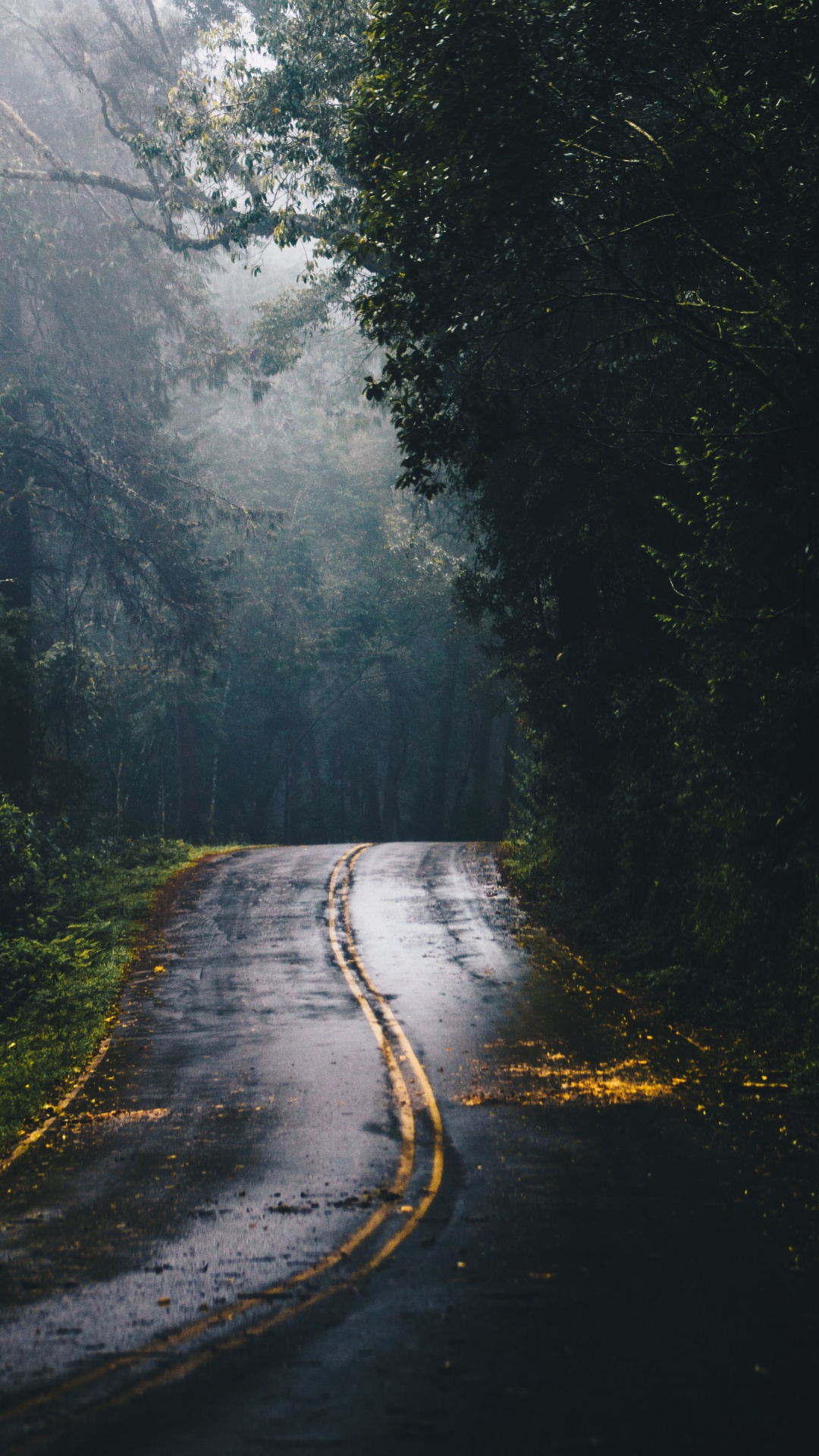 1080x1920  Обои дорога в лесу, дорога, лес, магистраль, растение на телефон Android,  1080x1920 картинки и фото бесплатно