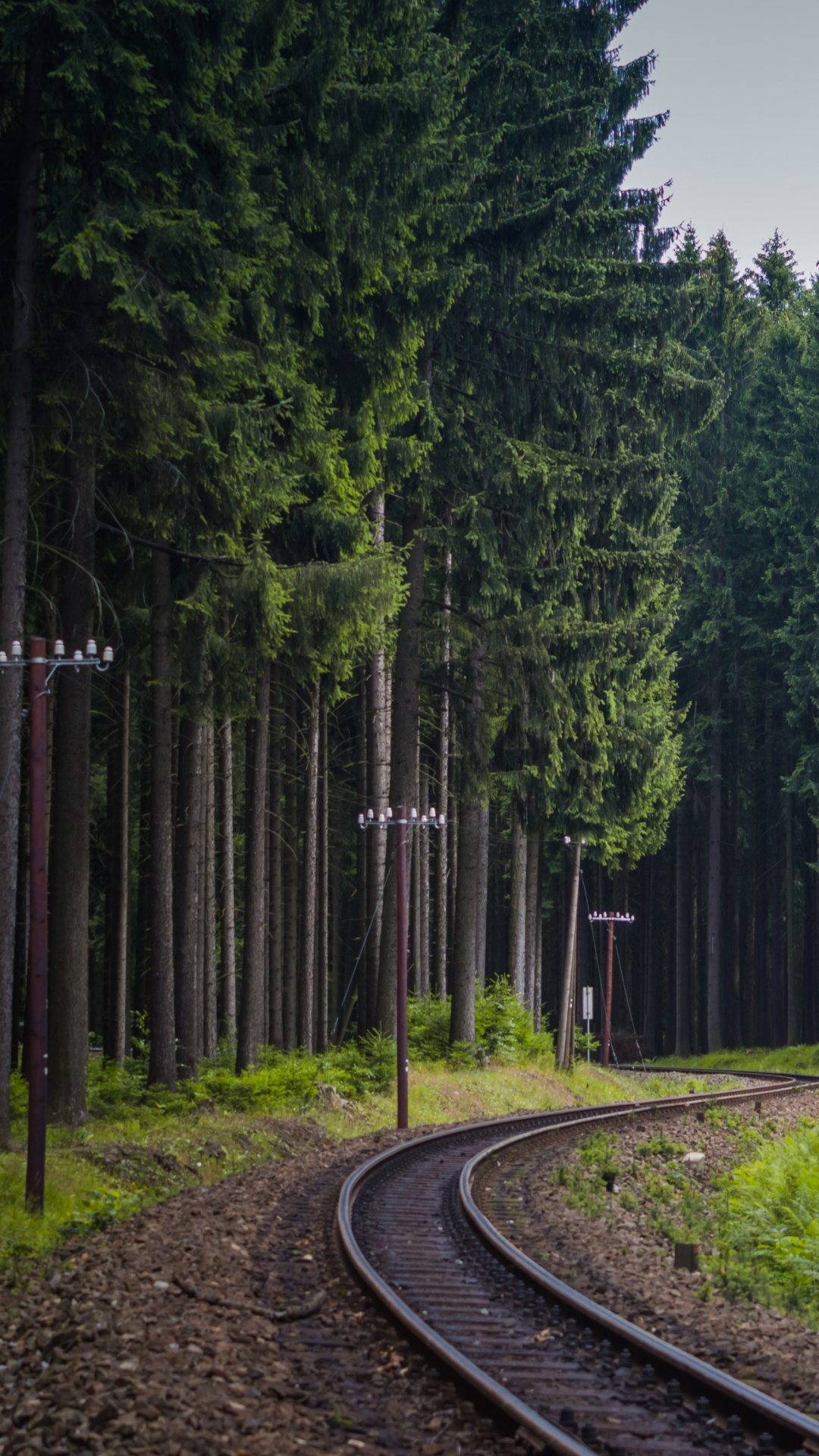 1080x1920  Обои Лес железная дорога, железнодорожный транспорт, поезд, трек, дерево на  телефон Android, 1080x1920 картинки и фото бесплатно