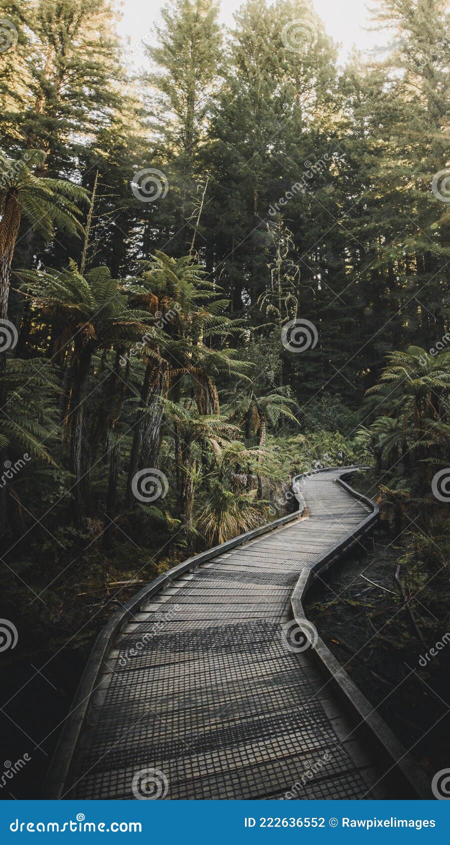 900x1690  Boardwalk в лесу в австралии мобильный телефон обои Стоковое Фото -  изображение насчитывающей воздушной, свеже: 222636552