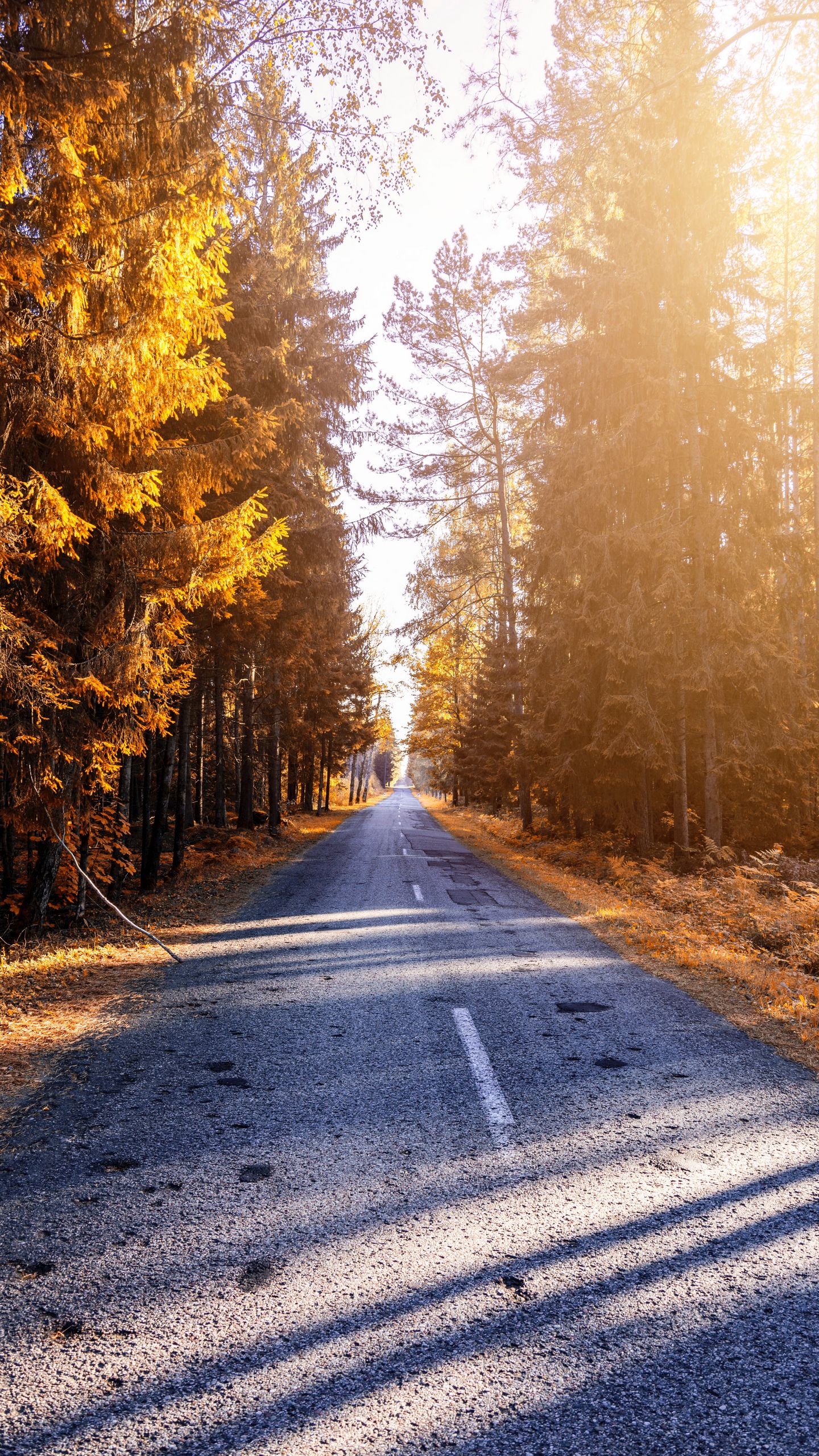 1440x2560  Скачать 1440x2560 осень, дорога, лес, солнечный свет обои, картинки qhd  samsung galaxy s6, s7, edge, note, lg g4