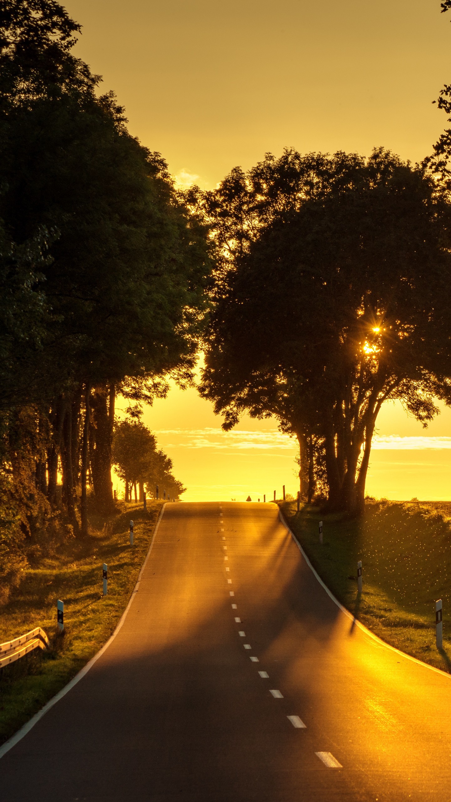 1440x2560  Обои на телефон дорога, закат, подъем, деревья - скачать бесплатно в  высоком качестве из категории \"Природа\"