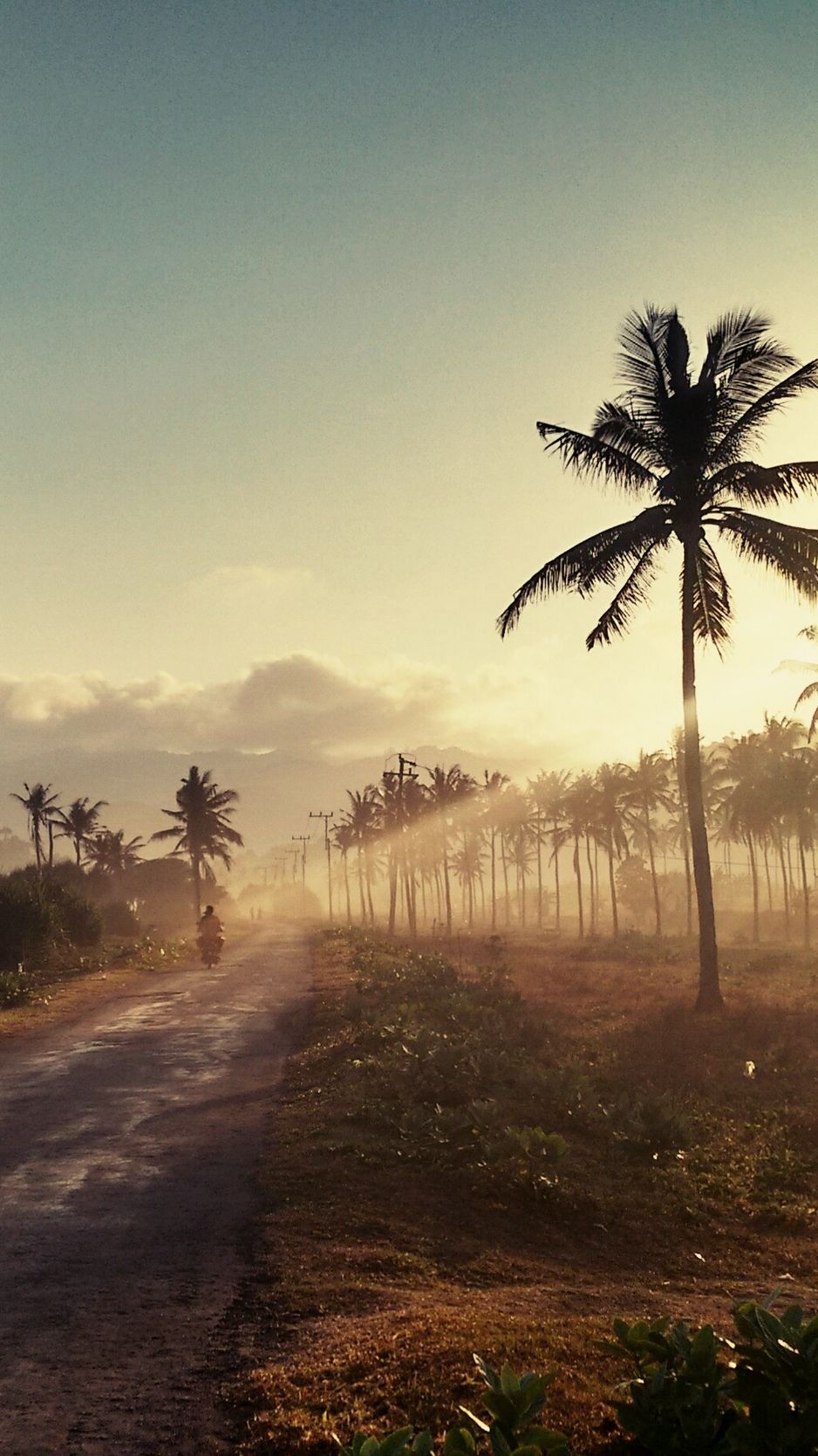 938x1668  Скачать 938x1668 пальмы, дорога, закат обои, картинки iphone 8/7/6s/6 for  parallax