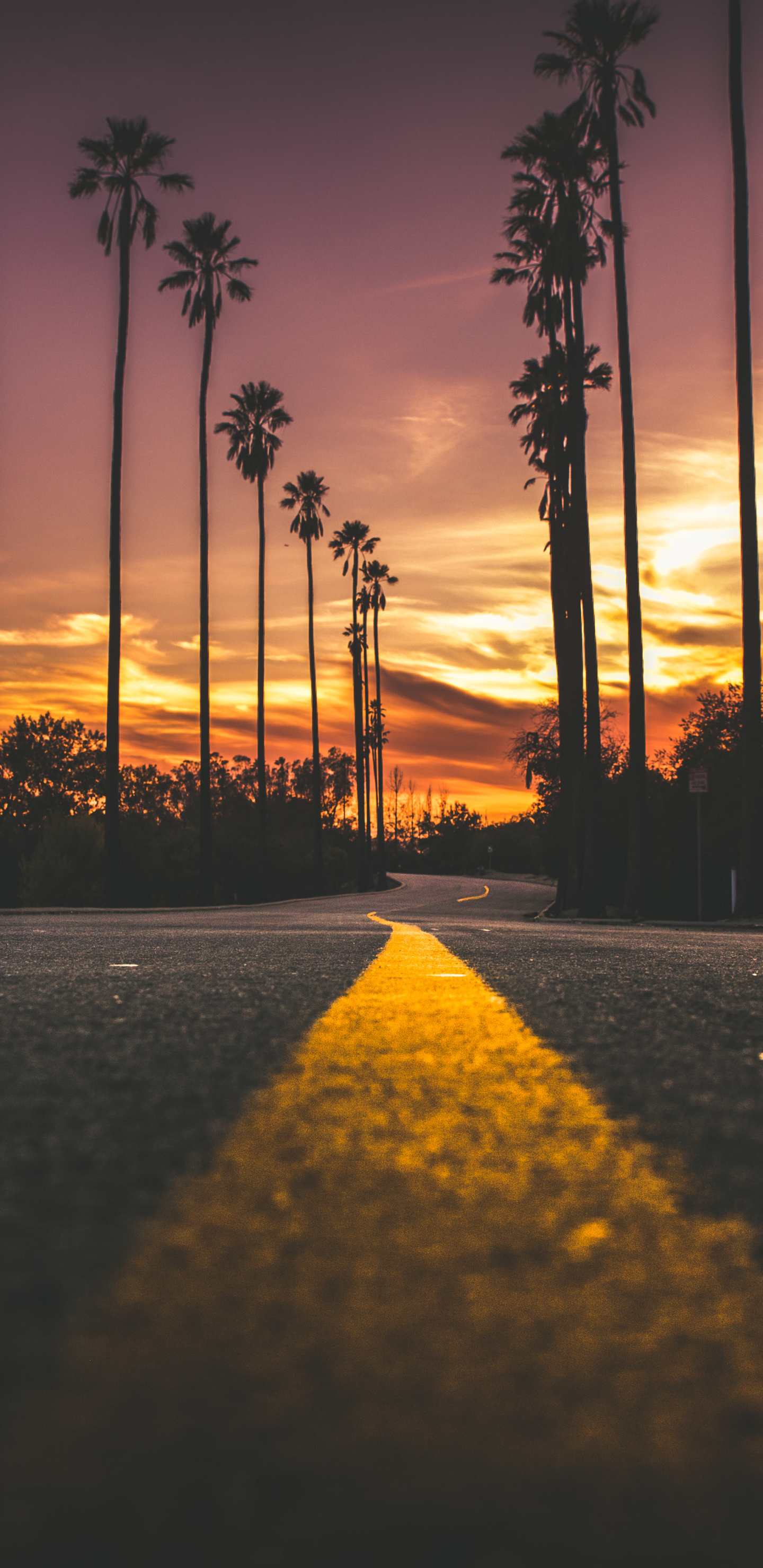 1440x2960  Обои на телефон: Закат, Дорога, Сделано Человеком, Закат Солнца, Обсаженный  Деревьями, Усаженный Деревьями, 1369202 скачать картинку бесплатно.
