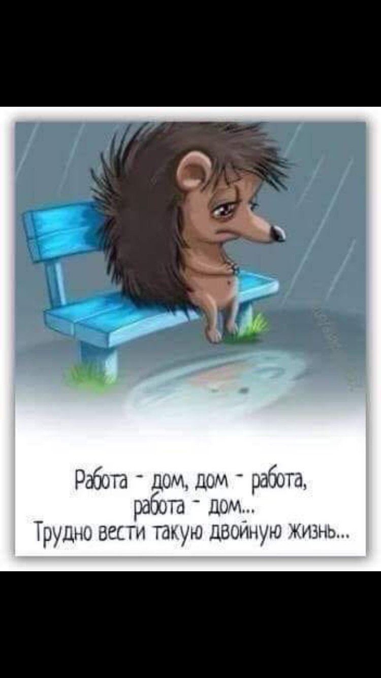 750x1334  18+ Ежик обои на телефон от savelev.sofa