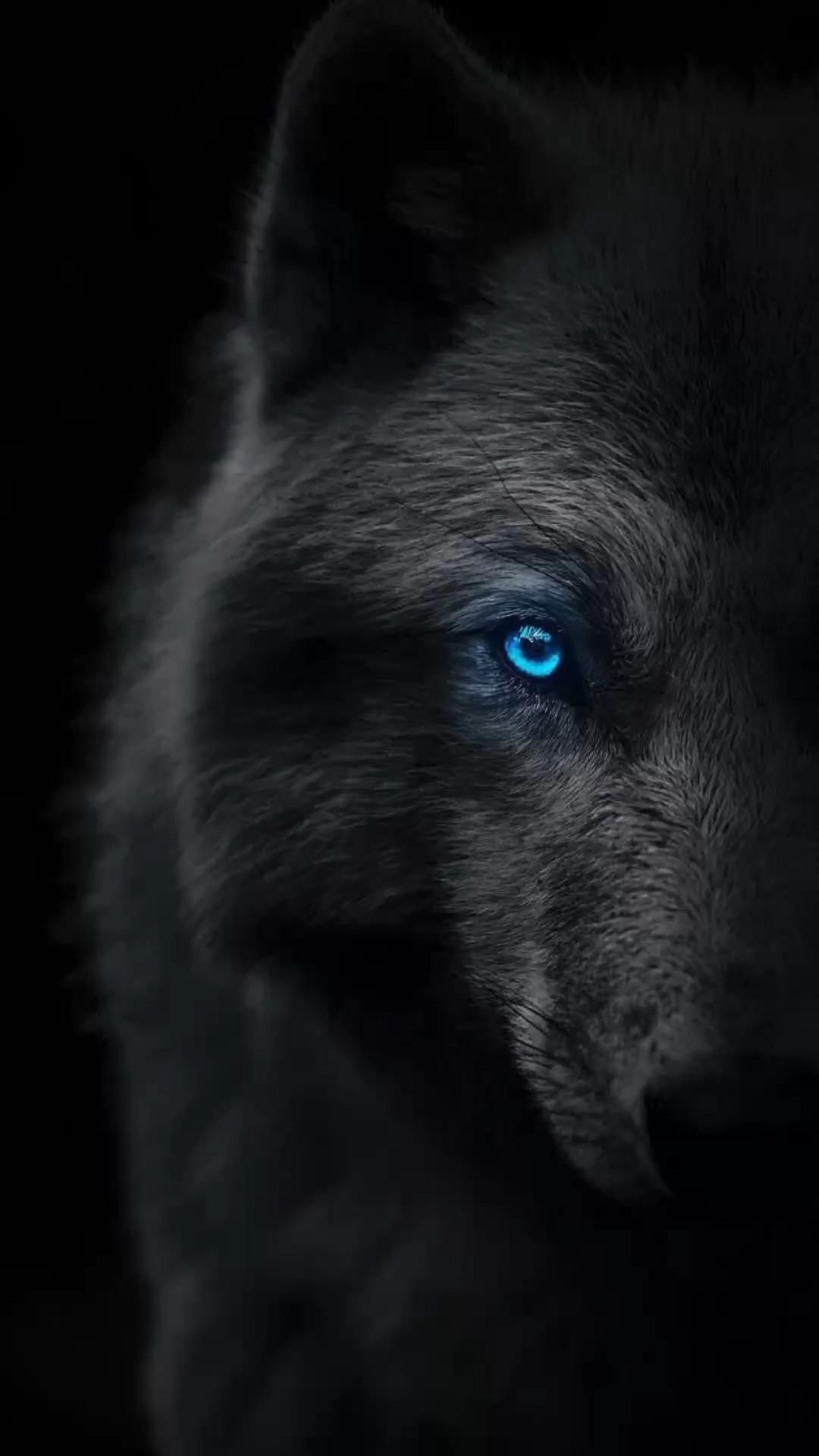 1080x1920  Скачать 938x1668 волк, хищник, вой, фотошоп обои, картинки iphone 8/7/6s/6  for parallax