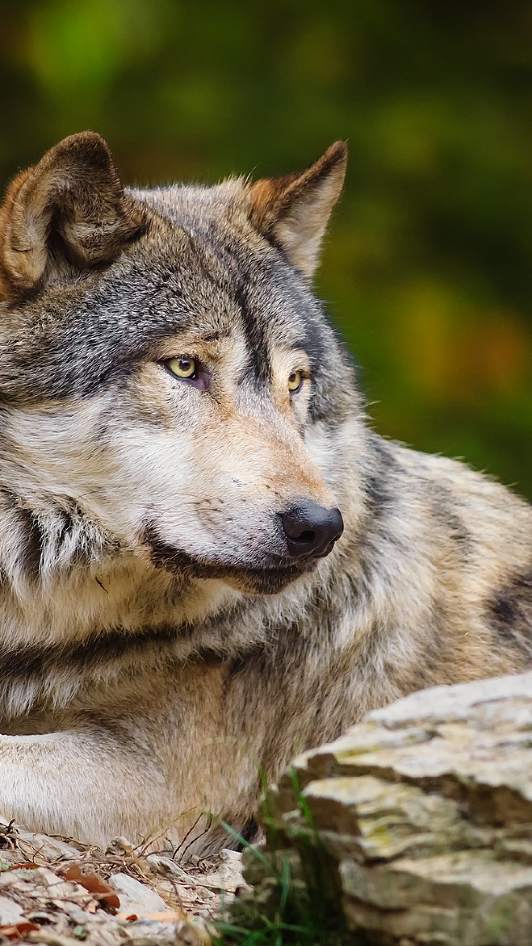 1080x1920  Волка обои на телефон [31+ изображений]