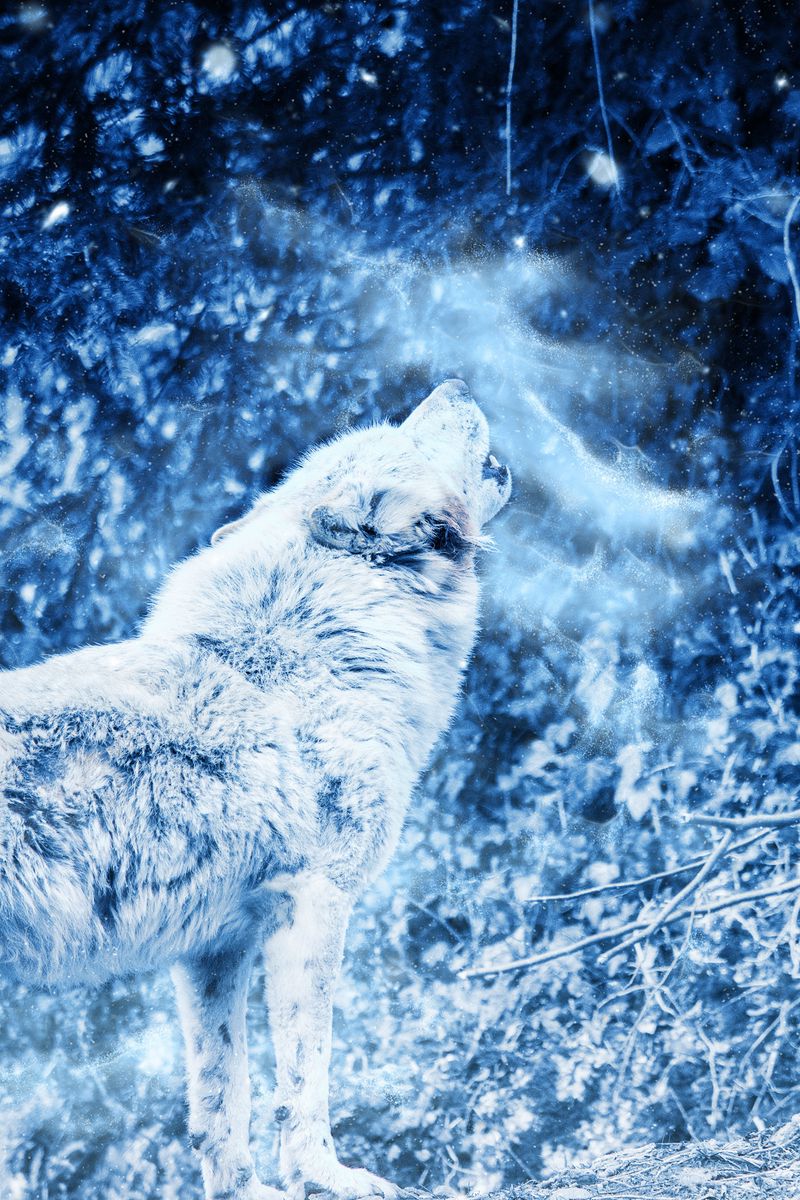 800x1200  Волки - скачать картинки на рабочий стол. Обои на телефон