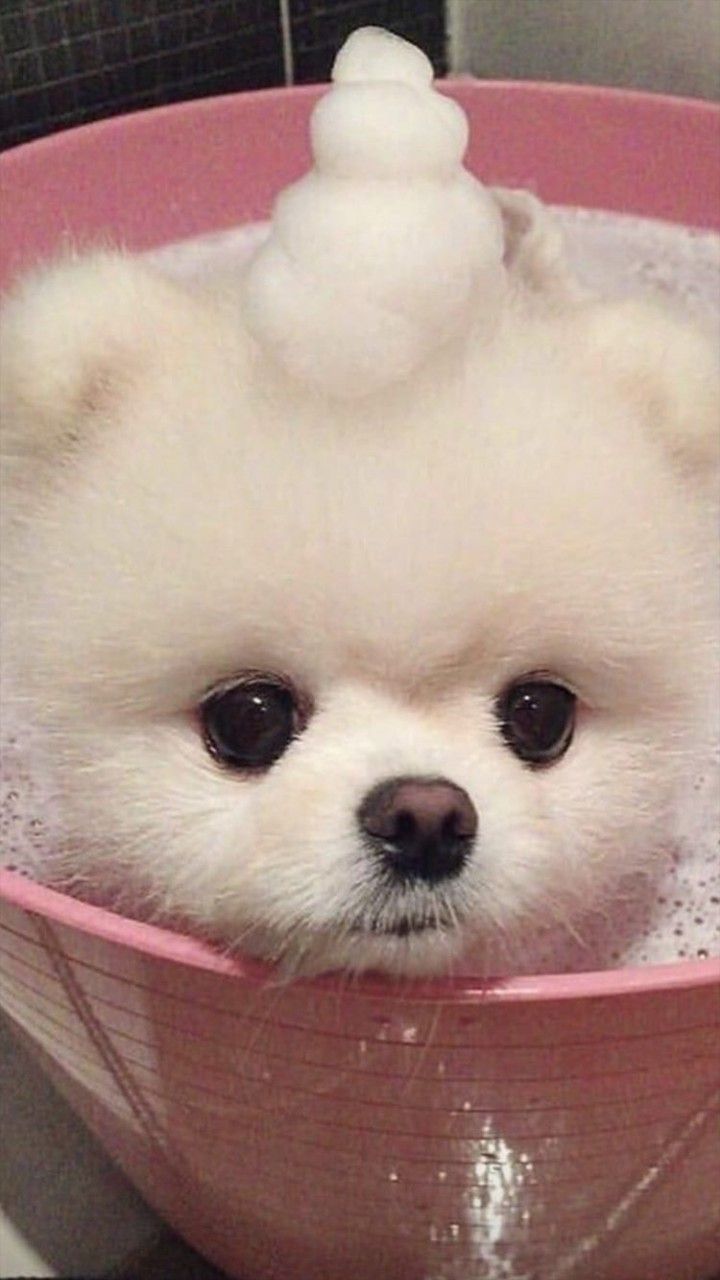 720x1280  обои на телефон | Милые щенки, Щенки, Обои с собаками