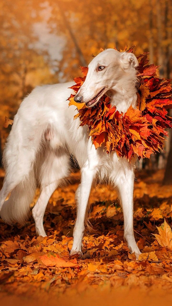 720x1280  Обои на Телефон Собаки | Animals, Fox