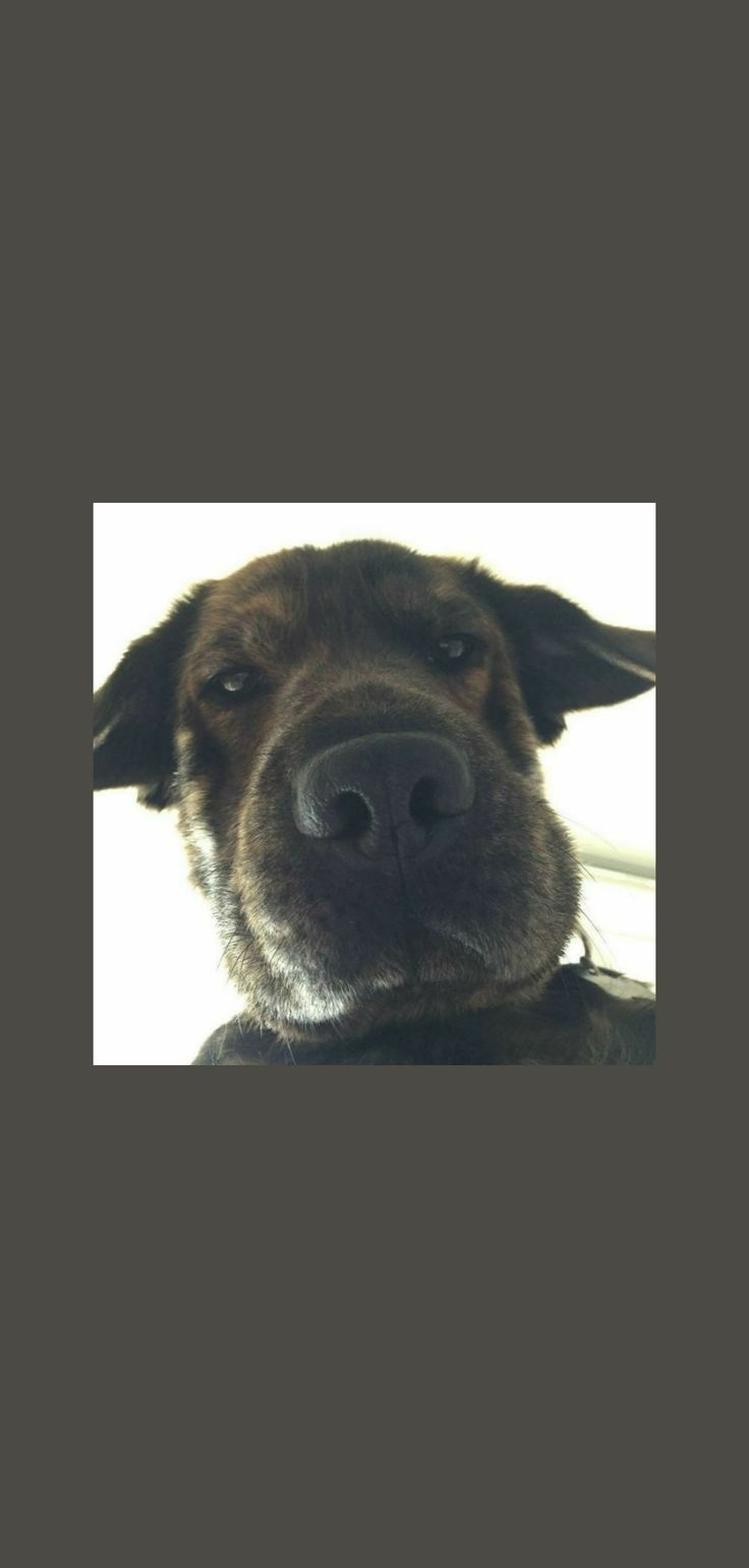 736x1540  Пин на доске dog