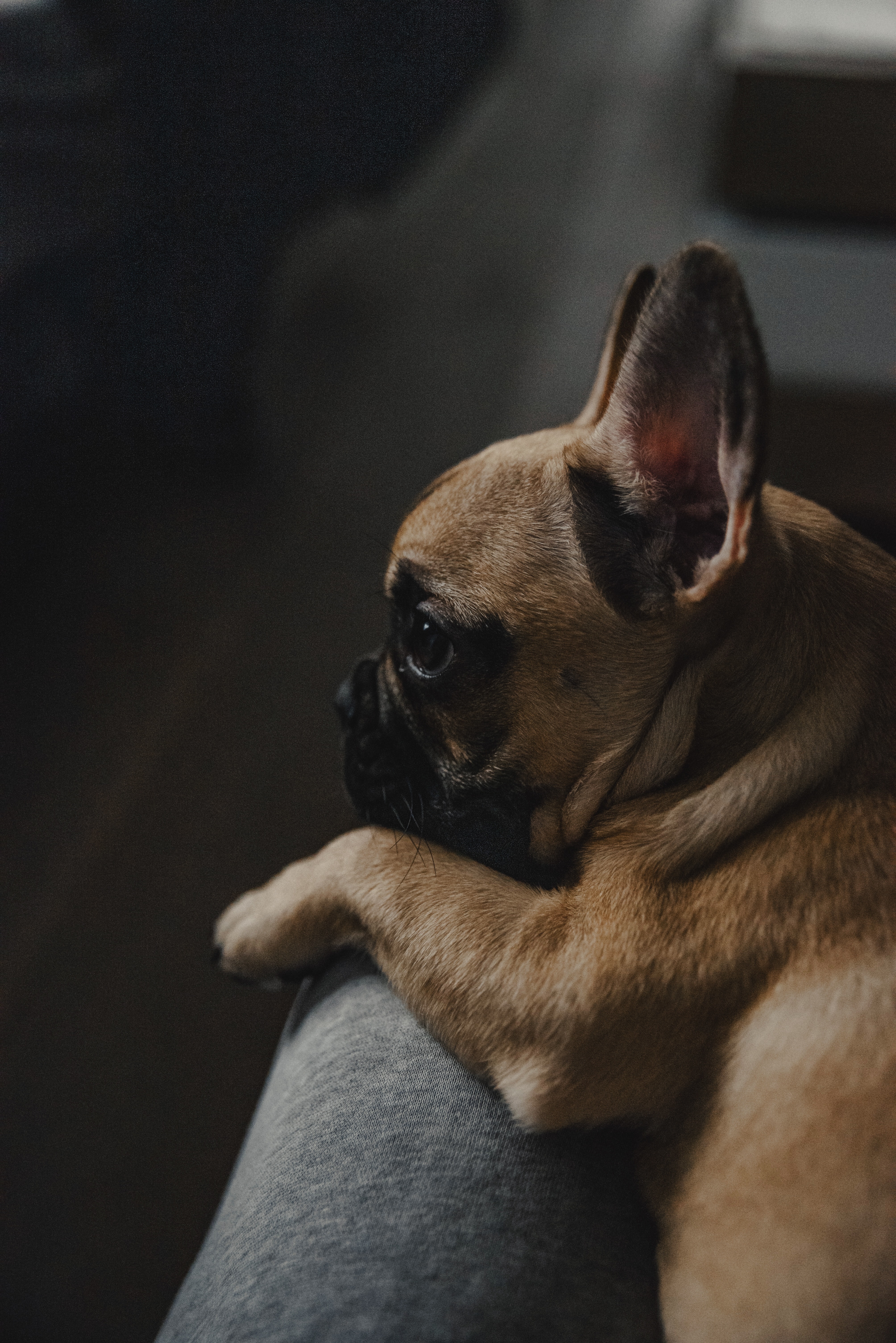 4016x6016  Скачать обои \"Собаки\" на телефон в высоком качестве, вертикальные картинки \" Собаки\" бесплатно