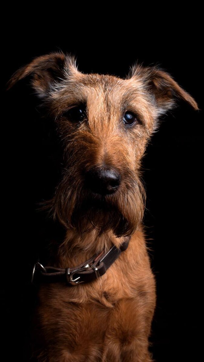 675x1200  Собака | 🌸Обои, картинки на телефон💮 | Дзен