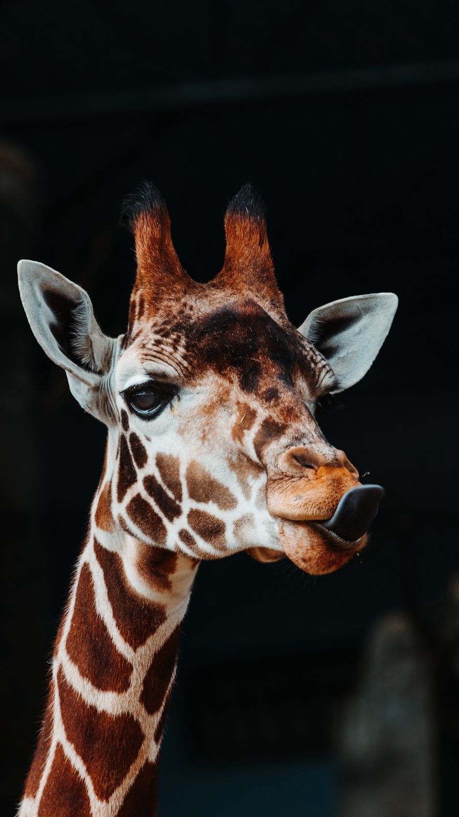 938x1668  Скачать 938x1668 жираф, высунутый язык, забавный, животное обои, картинки  iphone 8/7/6s/6 for parallax